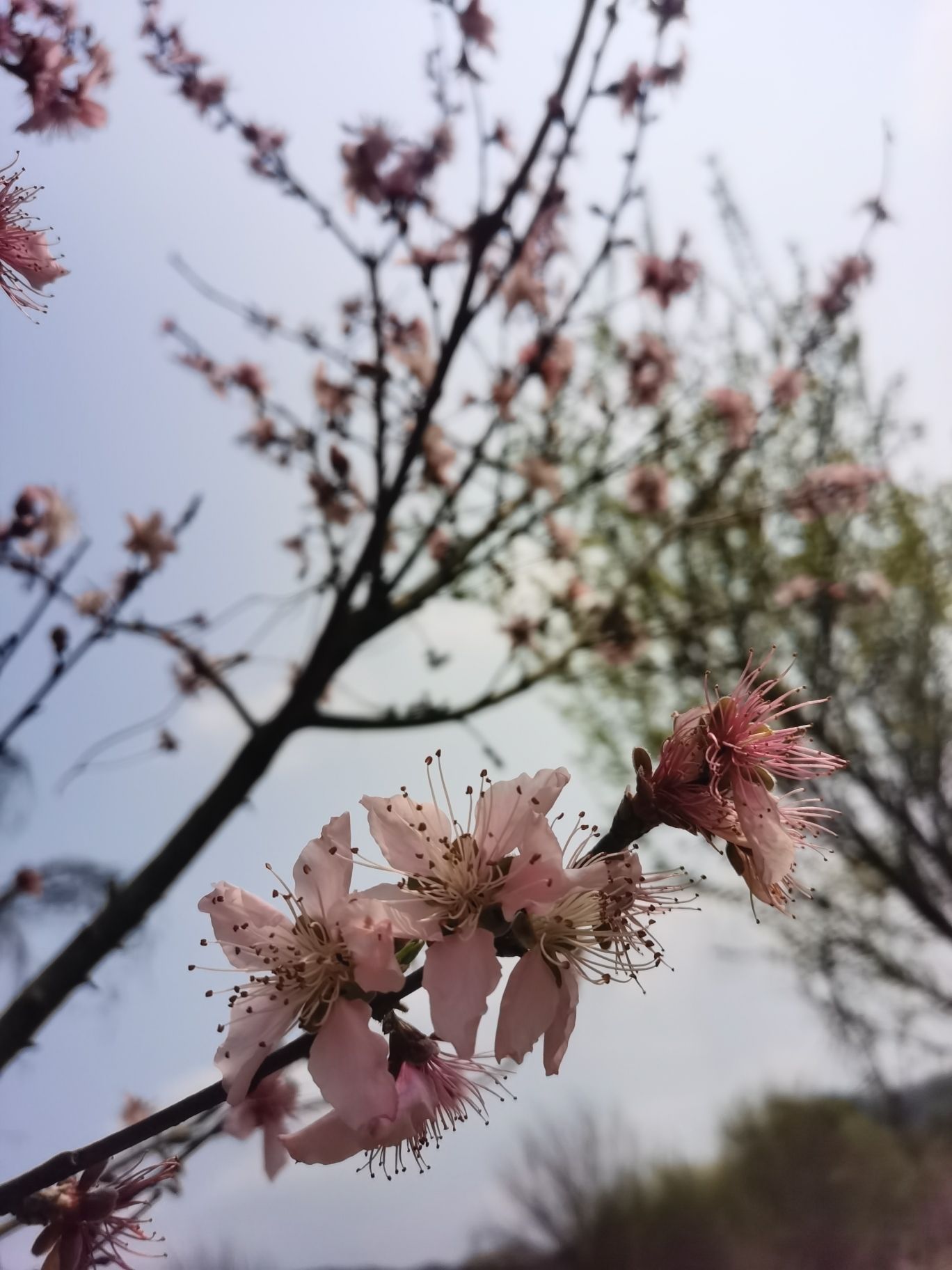 桃花岛旅行图片 3