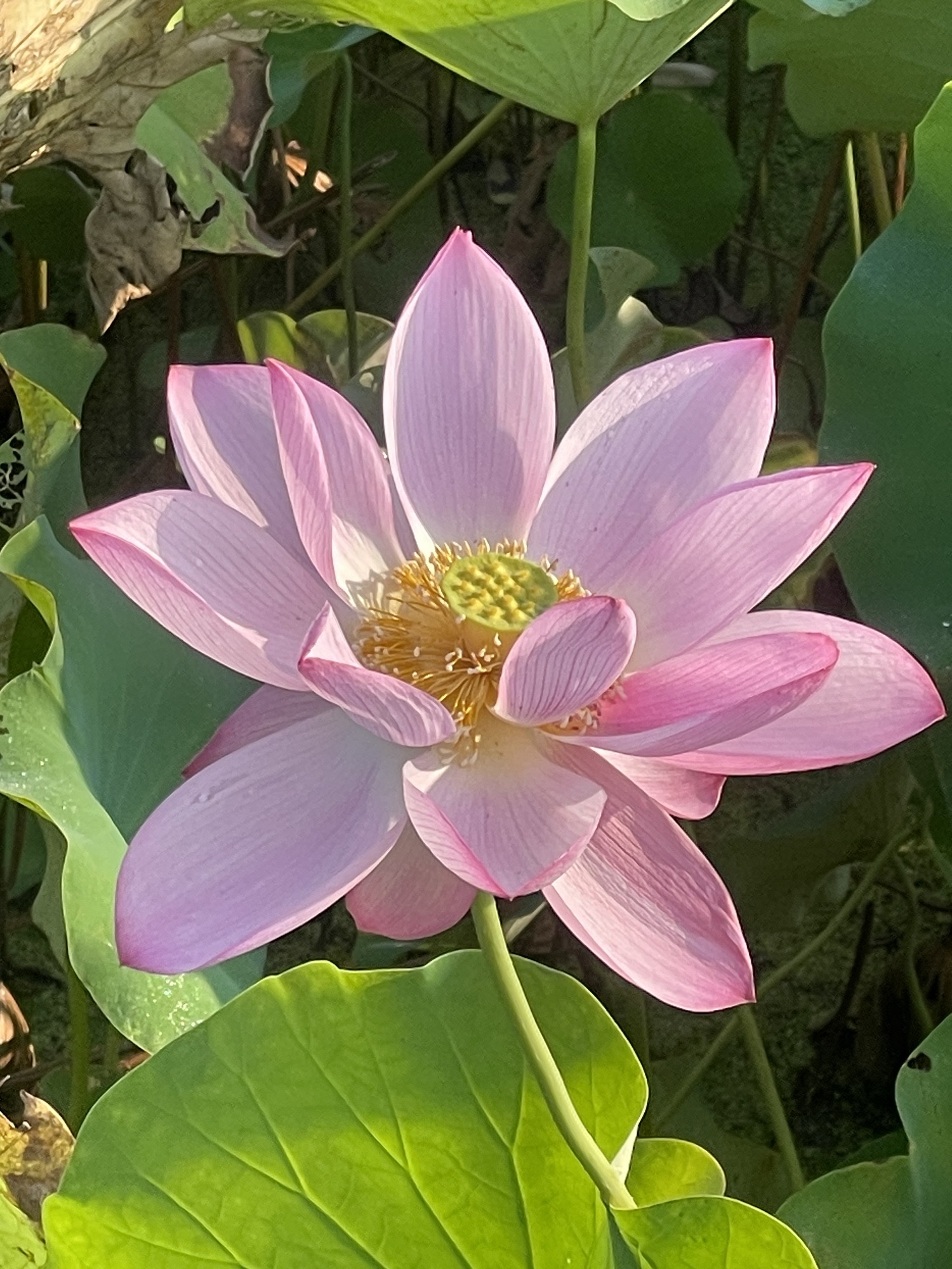 莲花湖公园旅行图片 2
