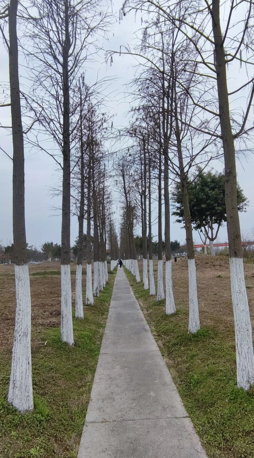 潼南湿地公园旅行图片 2