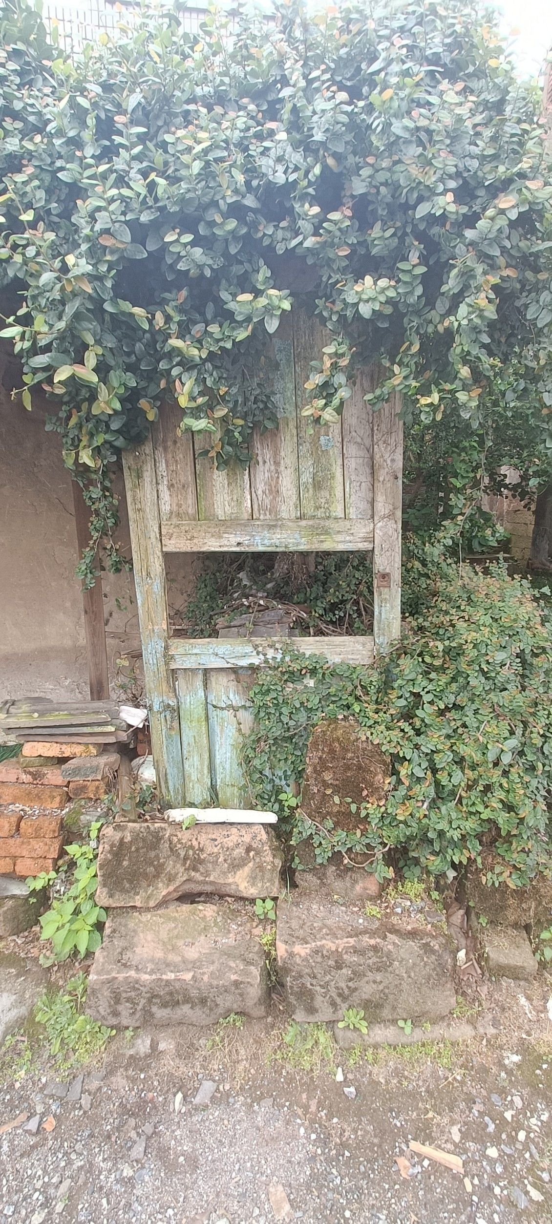 河口老街旅行图片 2