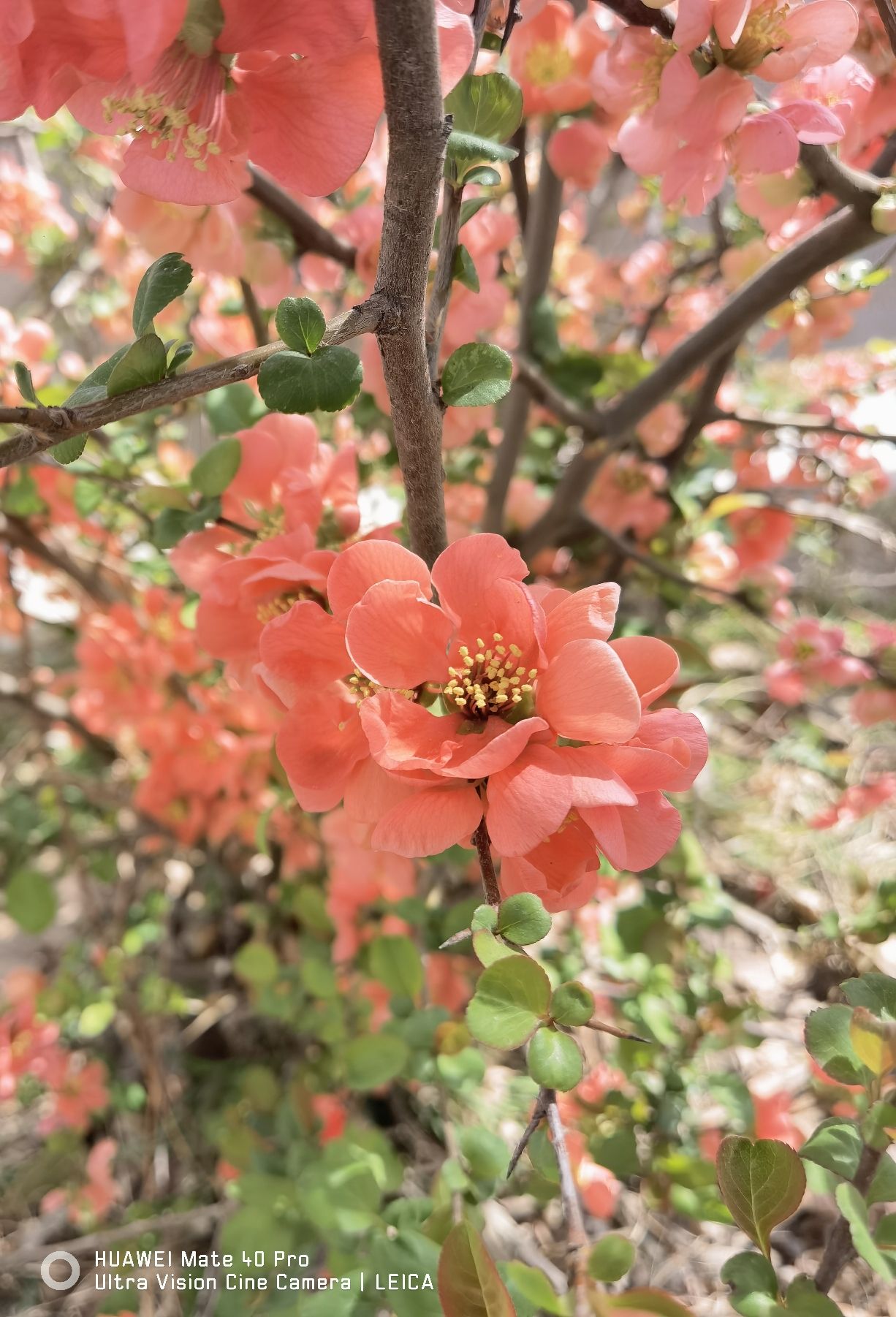 洙水河公园旅行图片 2