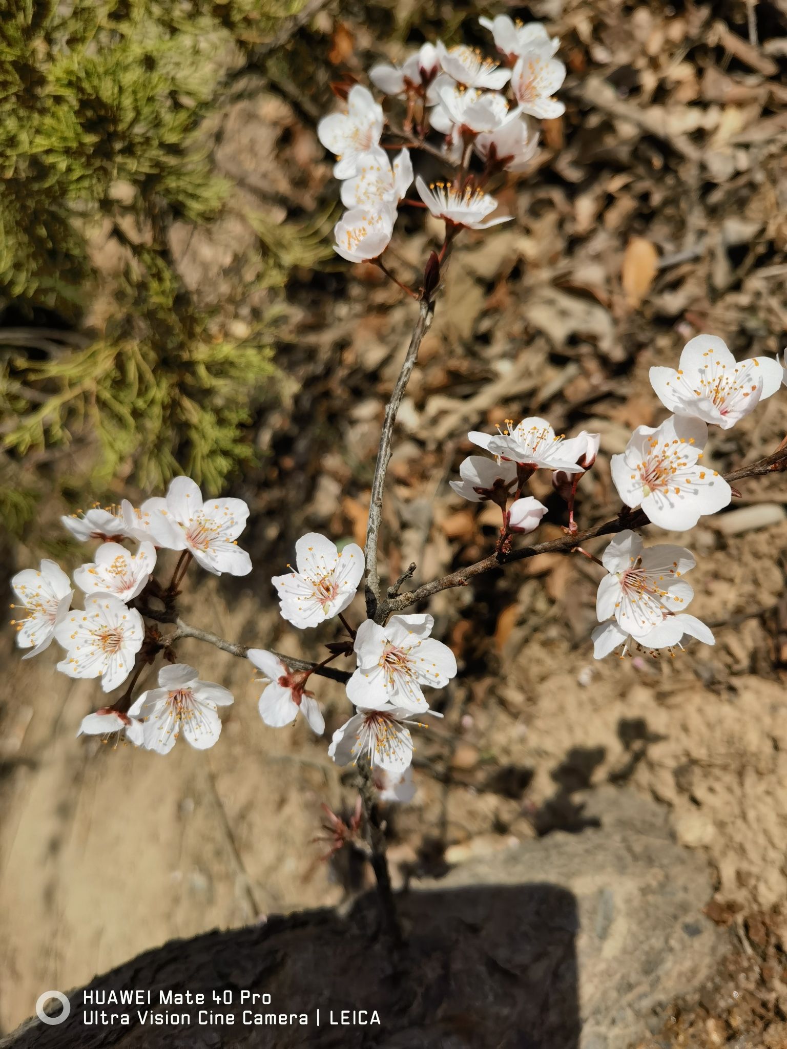 洙水河公园旅行图片 3
