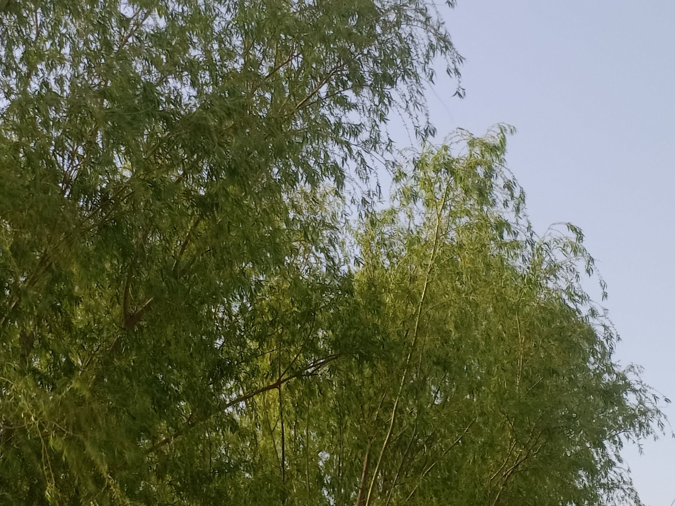 洙水河公园旅行图片 3