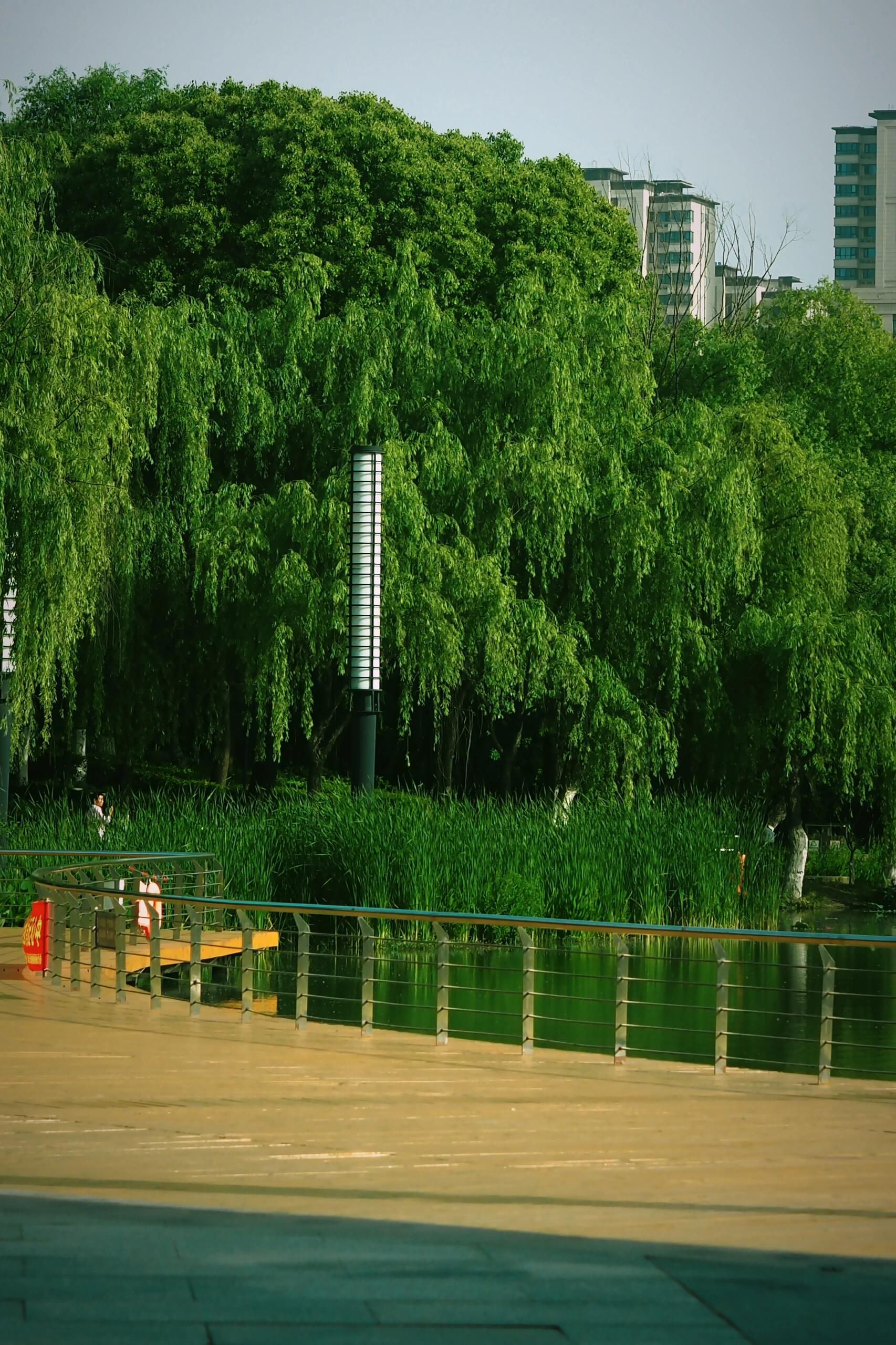 古埂公园旅行图片 1