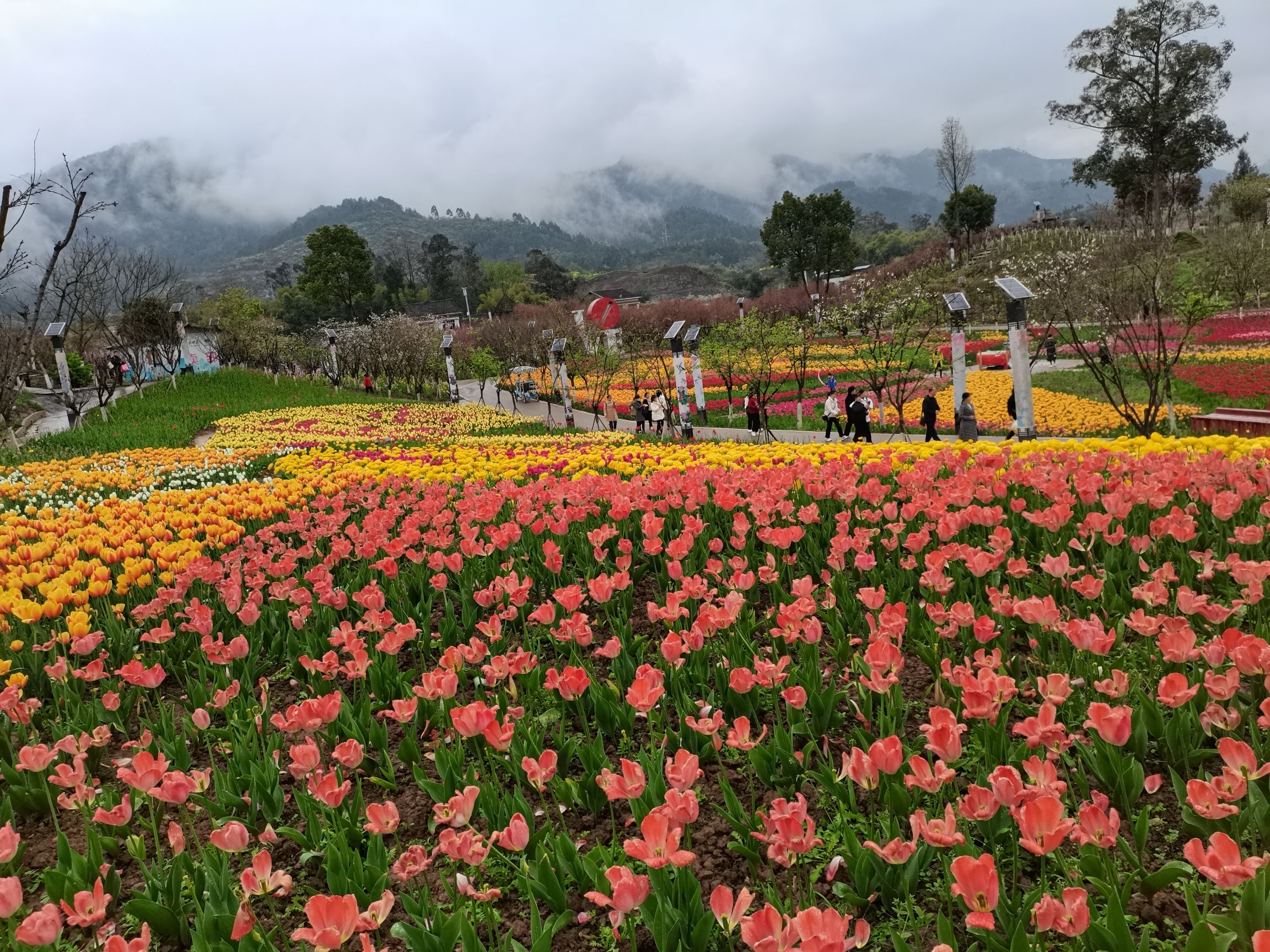 垫江牡丹樱花世界旅行图片 1