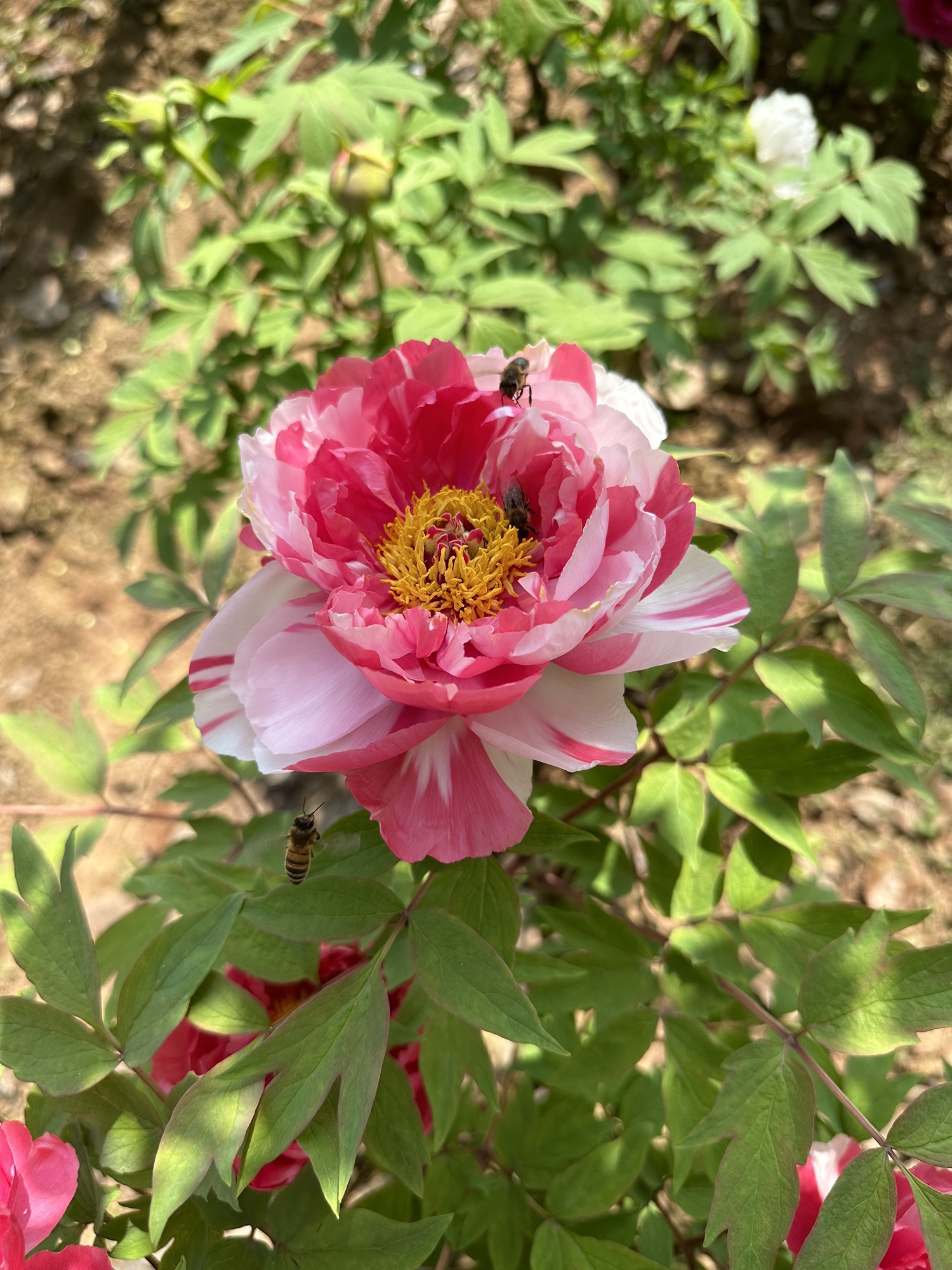 垫江牡丹樱花世界旅行图片 1