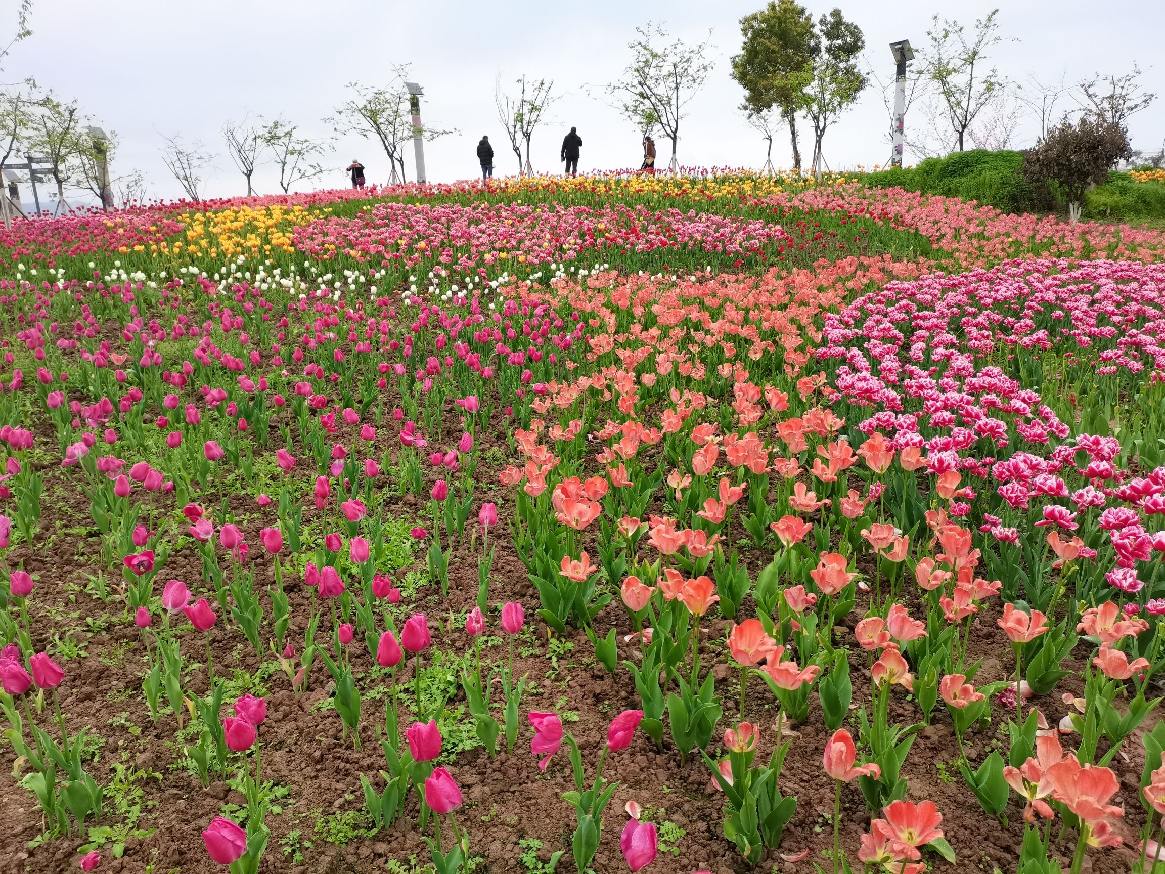 垫江牡丹樱花世界旅行图片 2