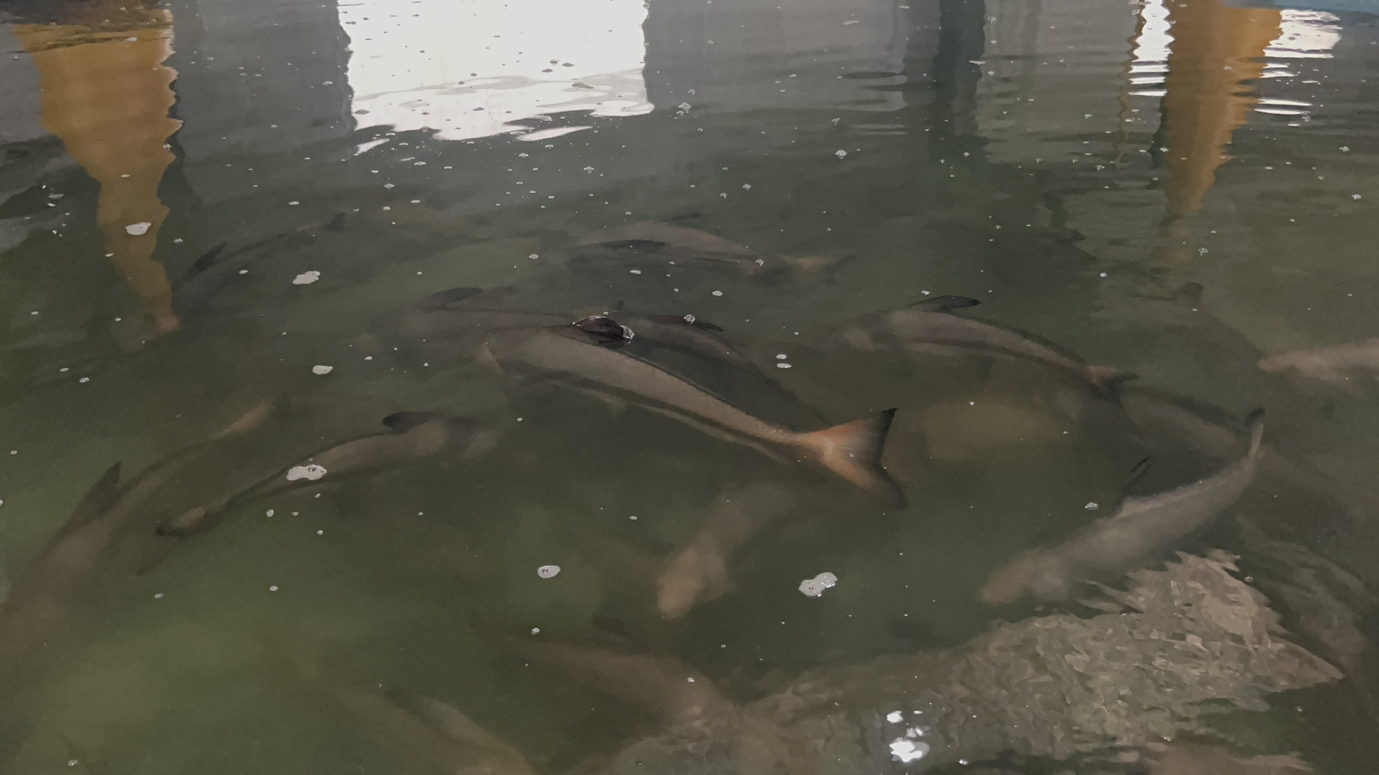 中洋河豚庄园旅行图片 2