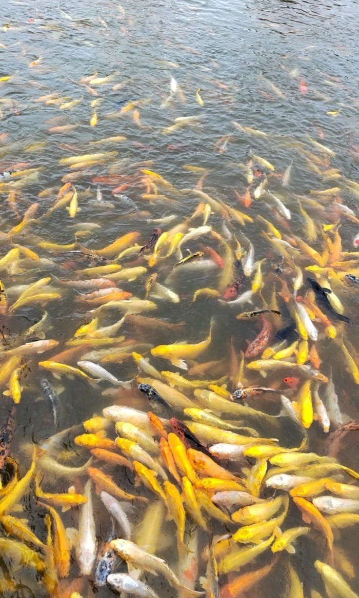 中洋河豚庄园旅行图片 3