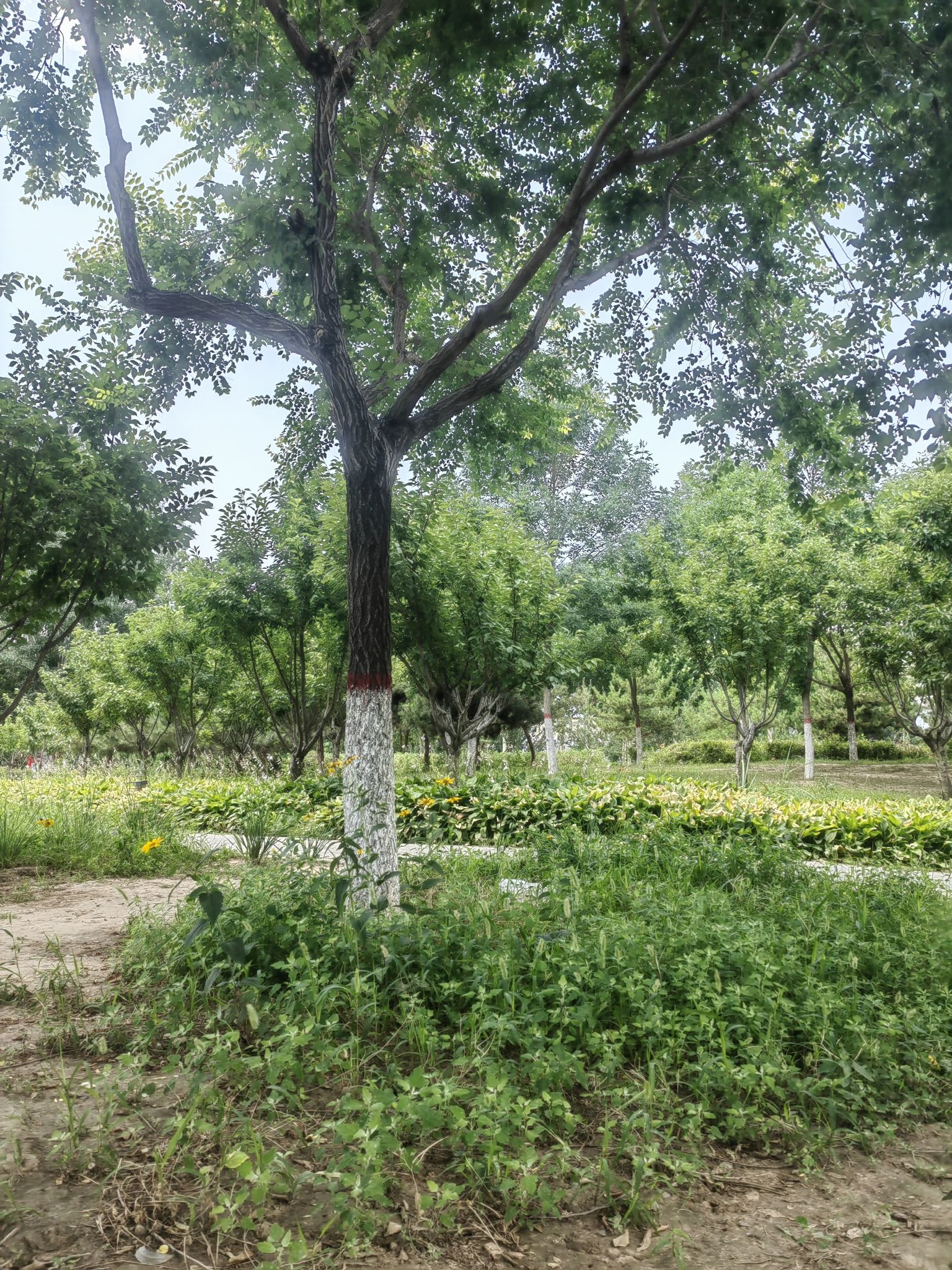 德信文化公园旅行图片 3
