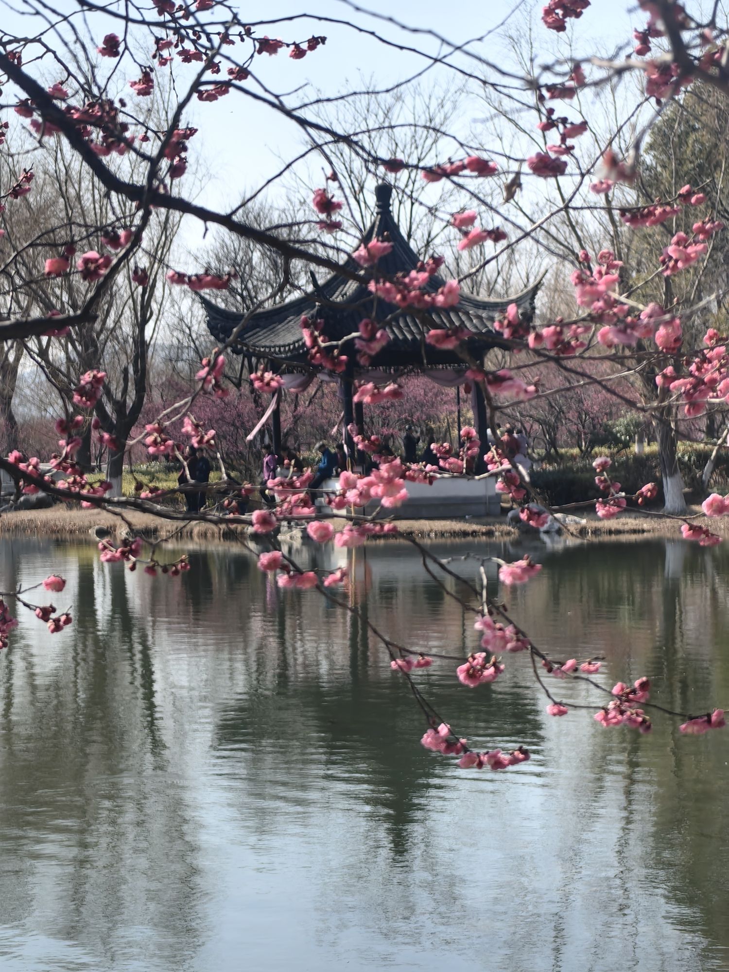 香山风景区-梅园