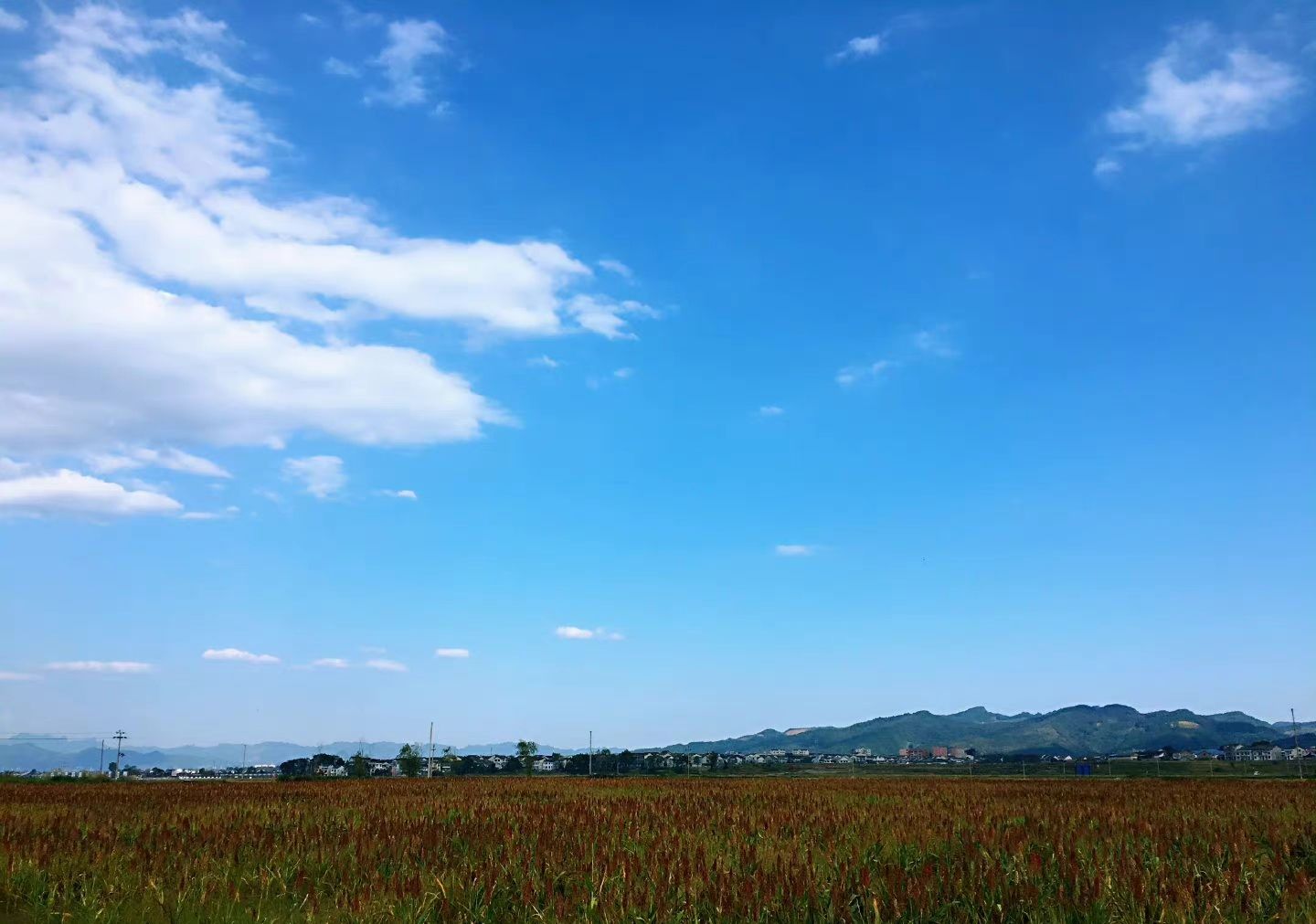 龙凤花海景区旅行图片 3