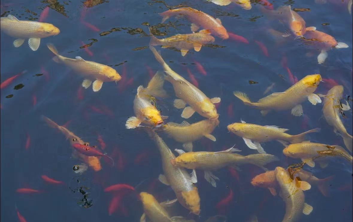 花溪谷旅行图片