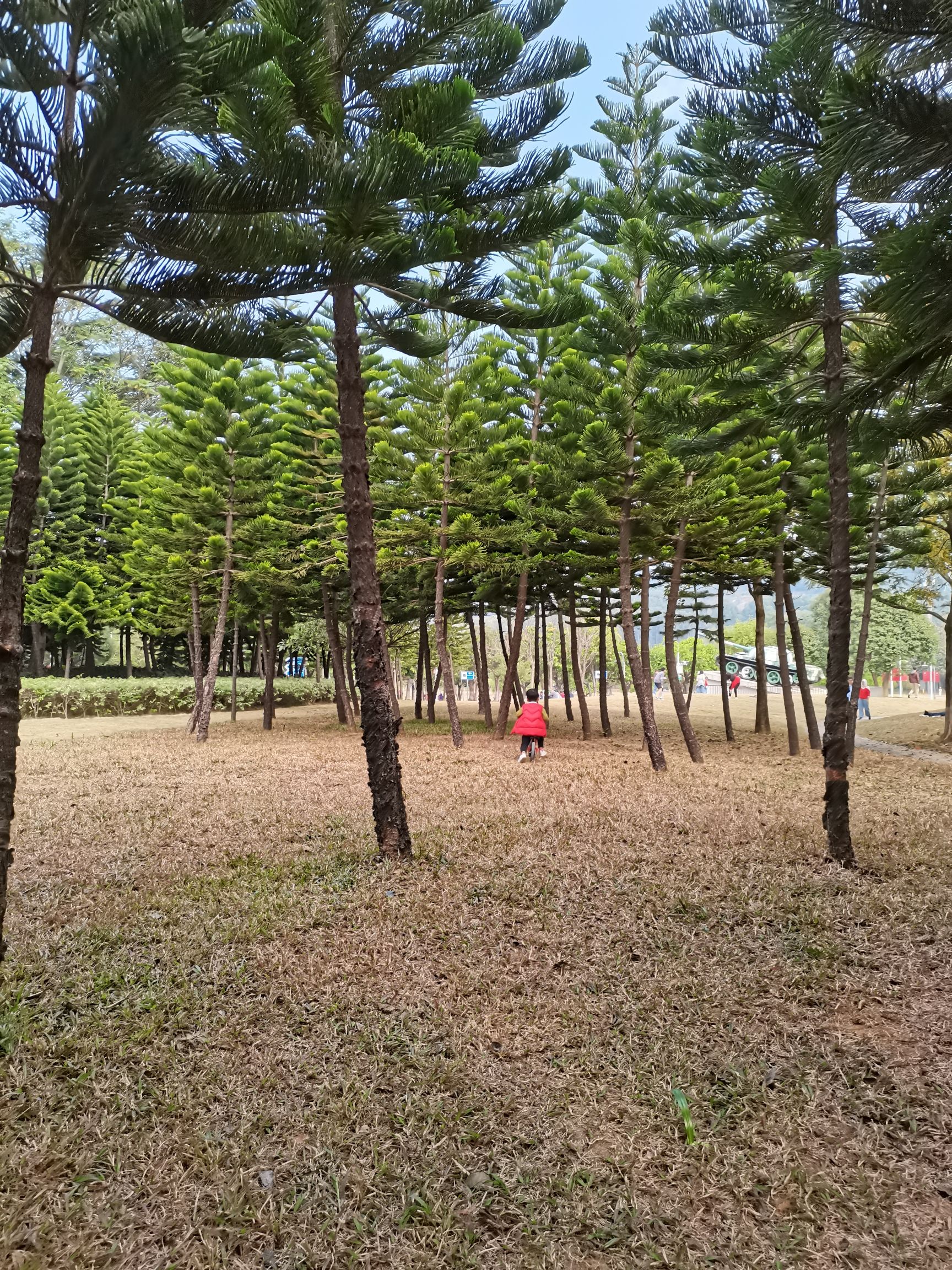 红花岭公园旅行图片 1