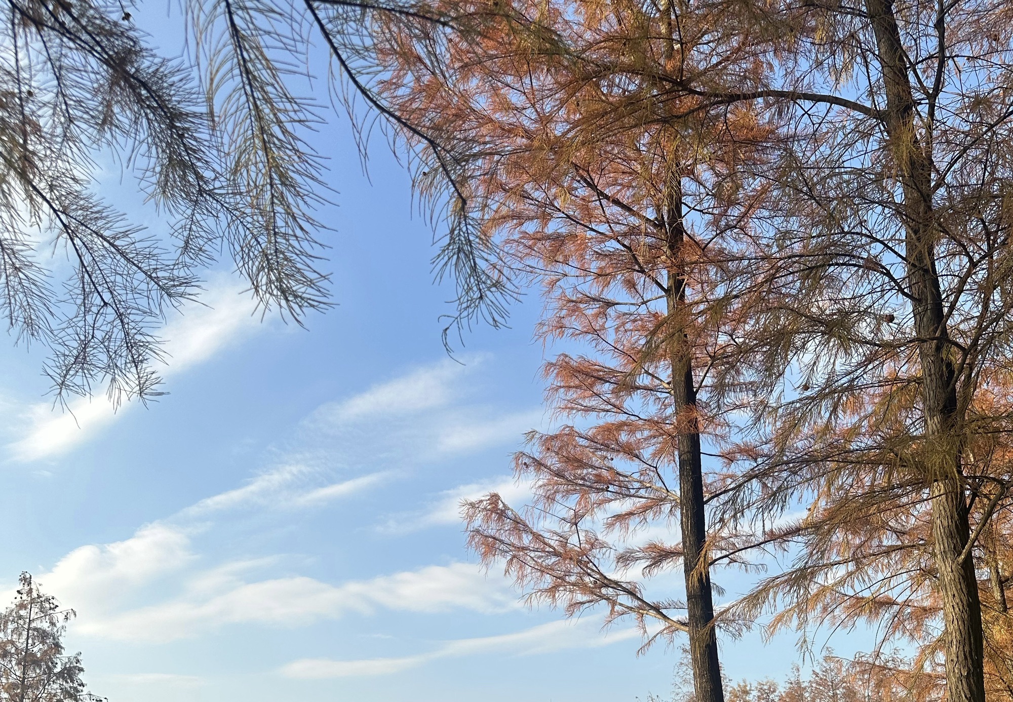 红花岭公园旅行图片 1