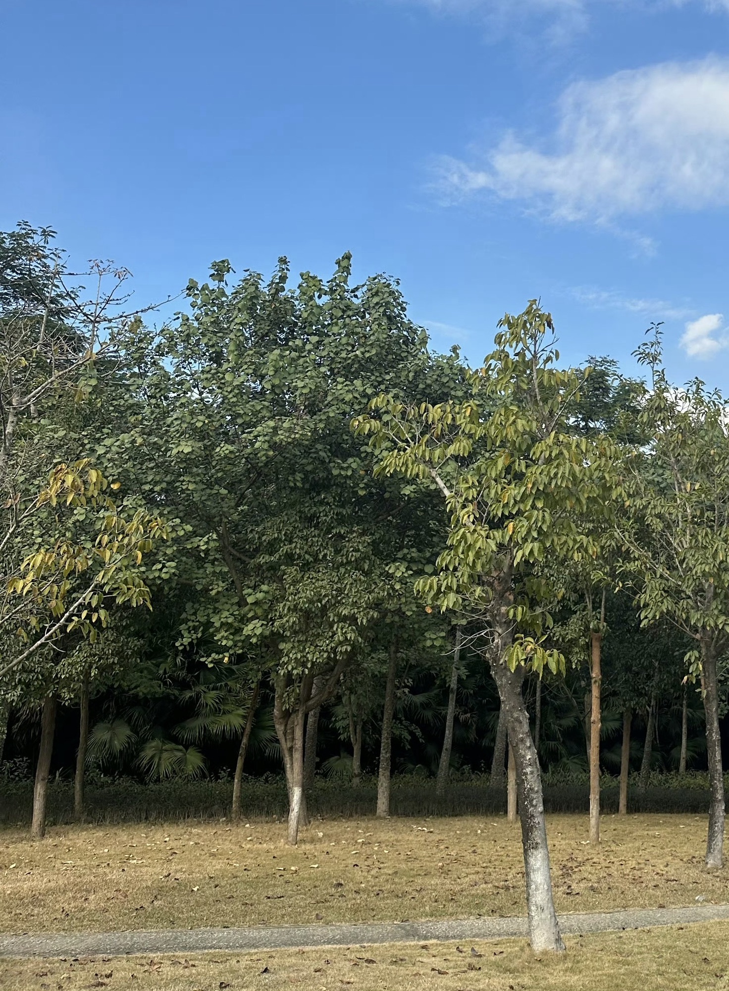红花岭公园旅行图片 3