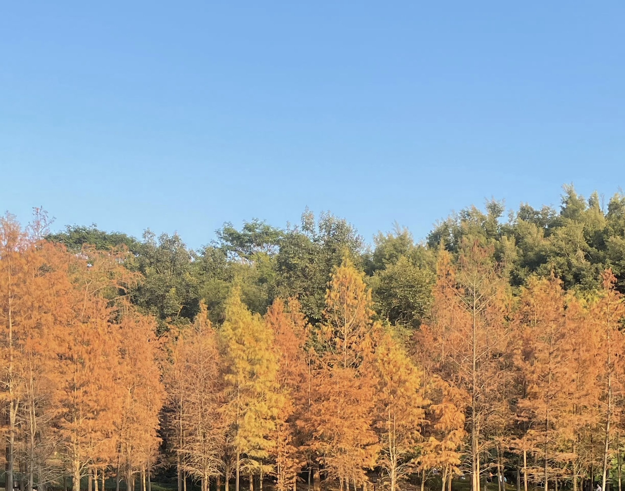 红花岭公园旅行图片 2