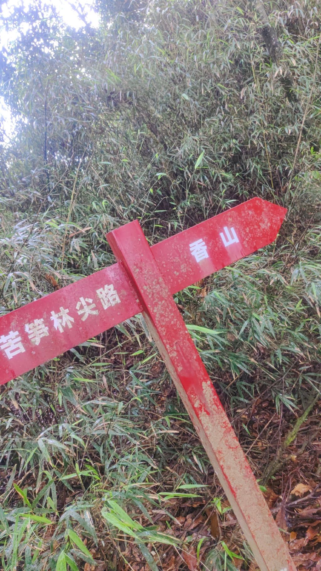 苦笋林尖旅行图片 2