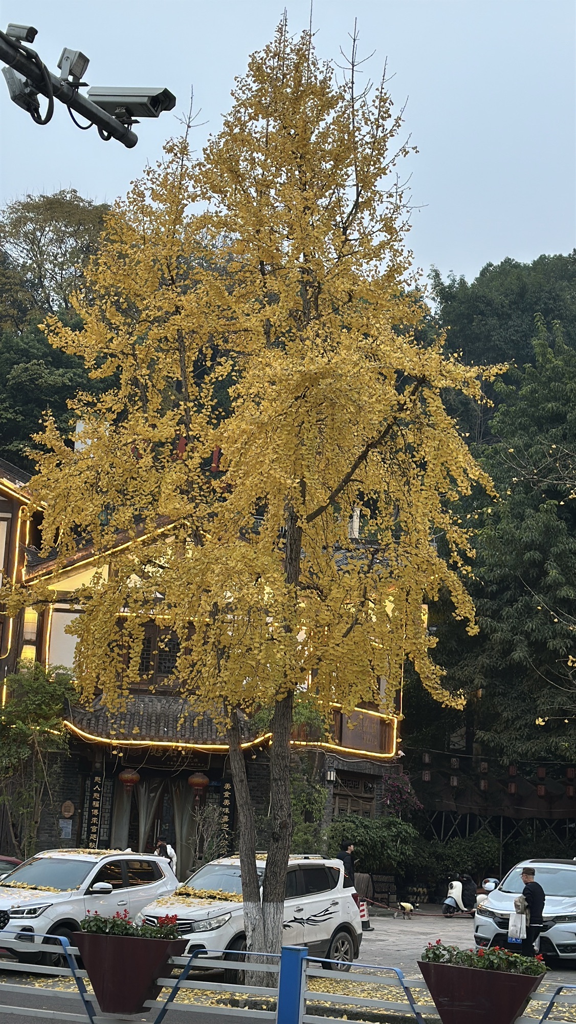 龙洲湾公园儿童公园旅行图片 2