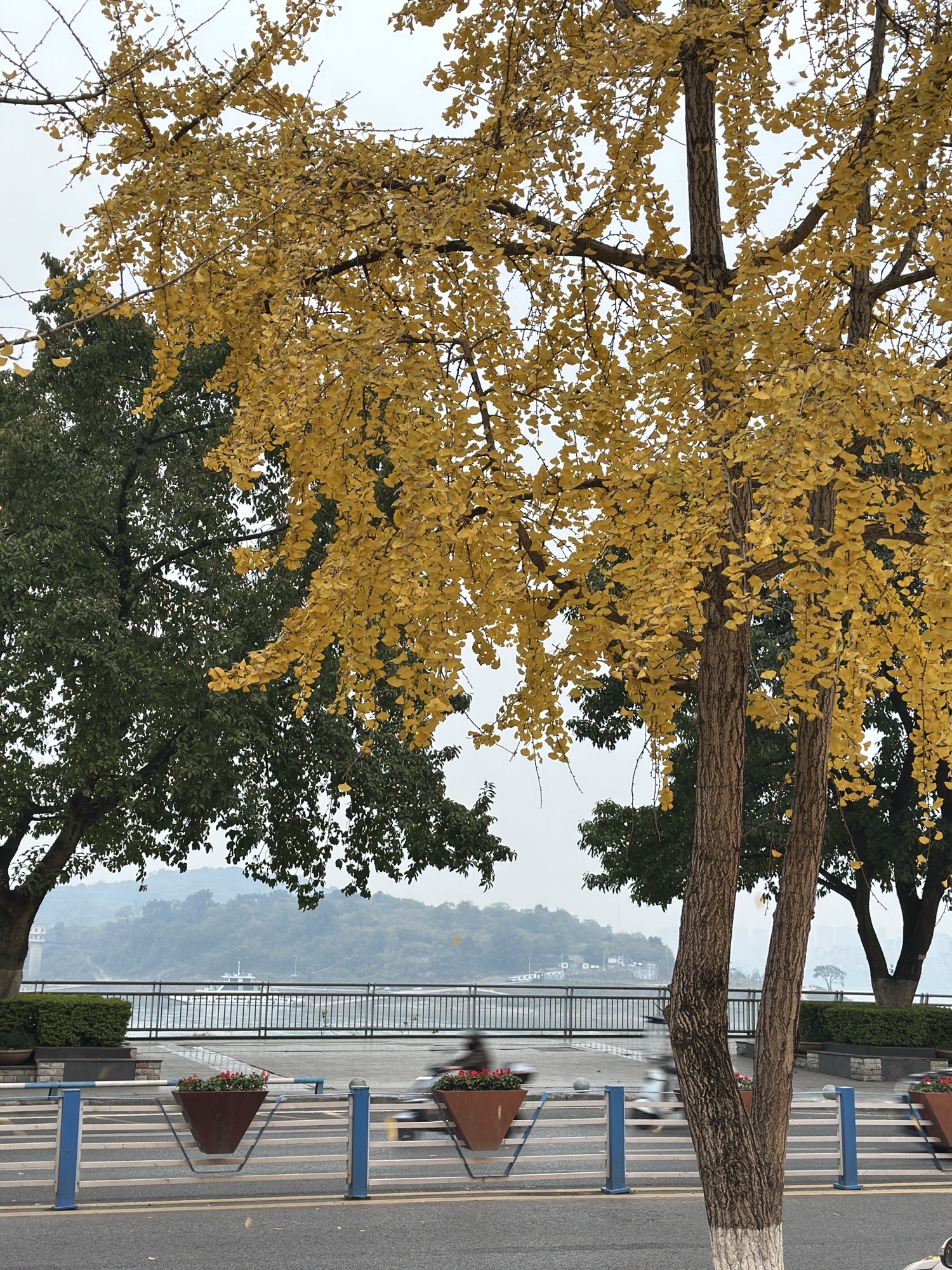 龙洲湾公园儿童公园旅行图片 1