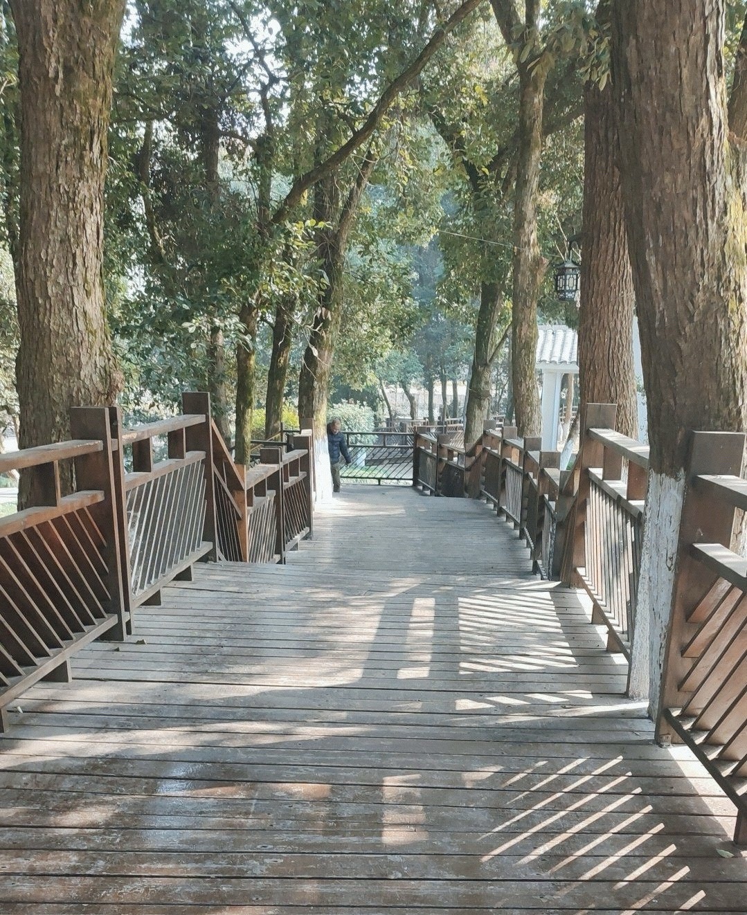 香樟森林公园旅行图片 3