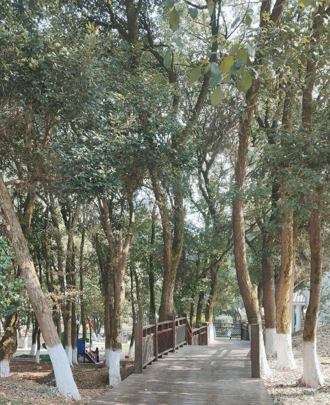 香樟森林公园旅行图片 2