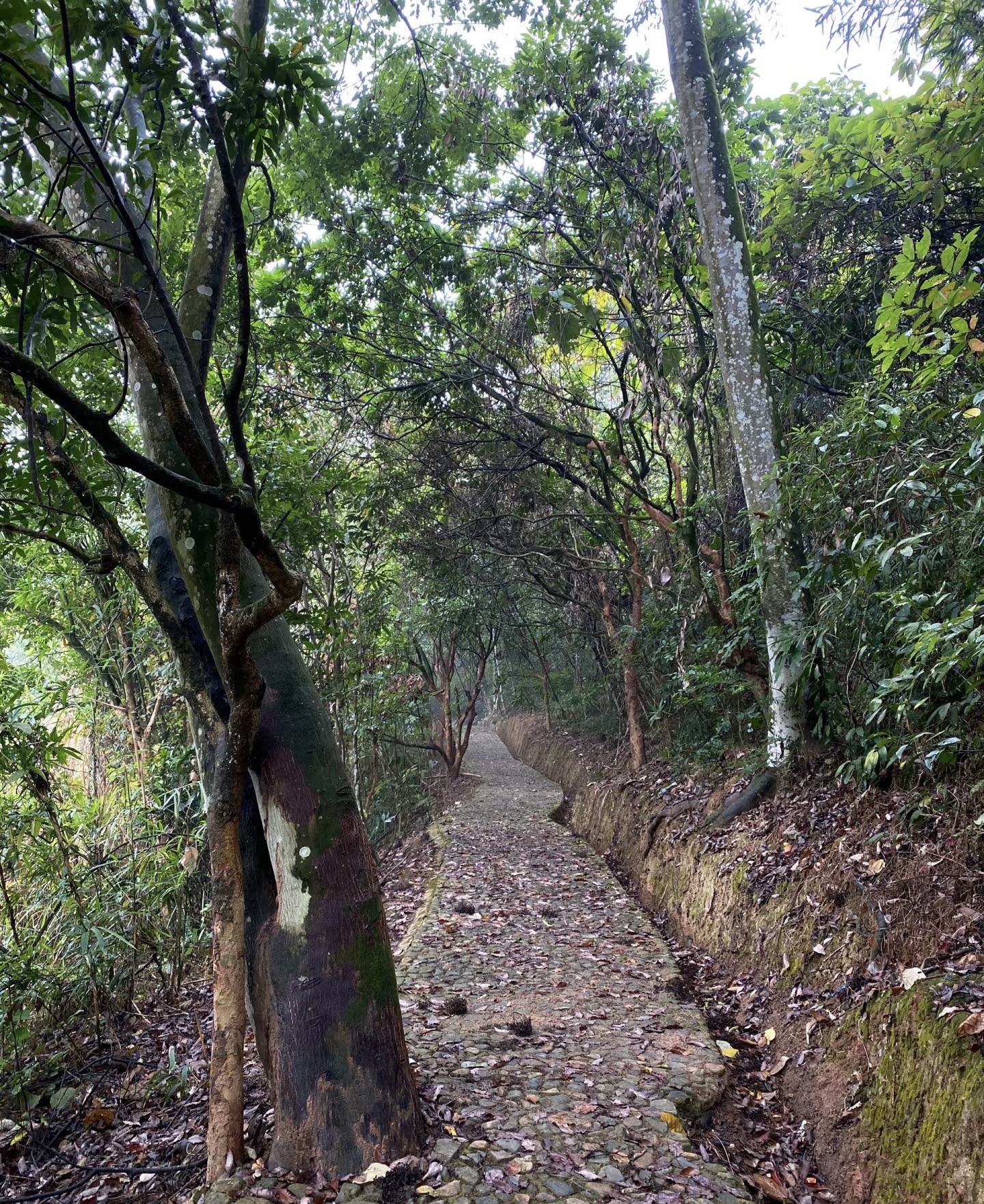 龙凤谷·小黄山国家森林公园旅行图片 2