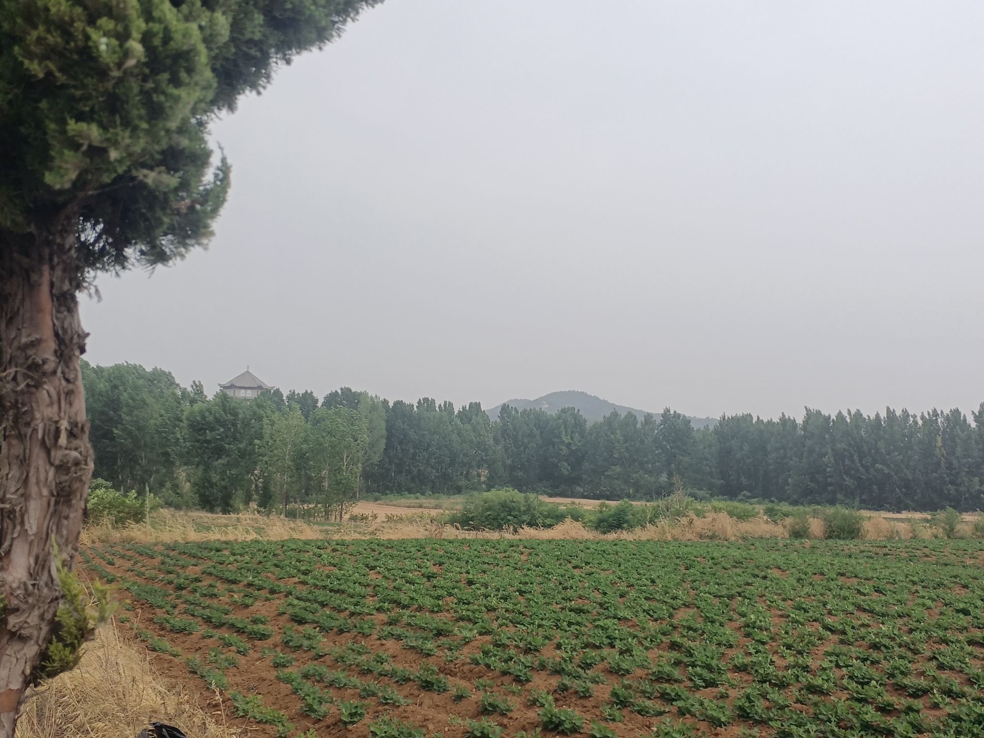羊山森林公园旅行图片 2