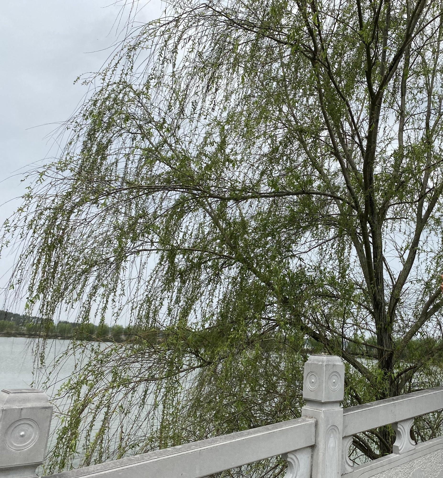 锦绣乡村九凌湖旅行图片 2