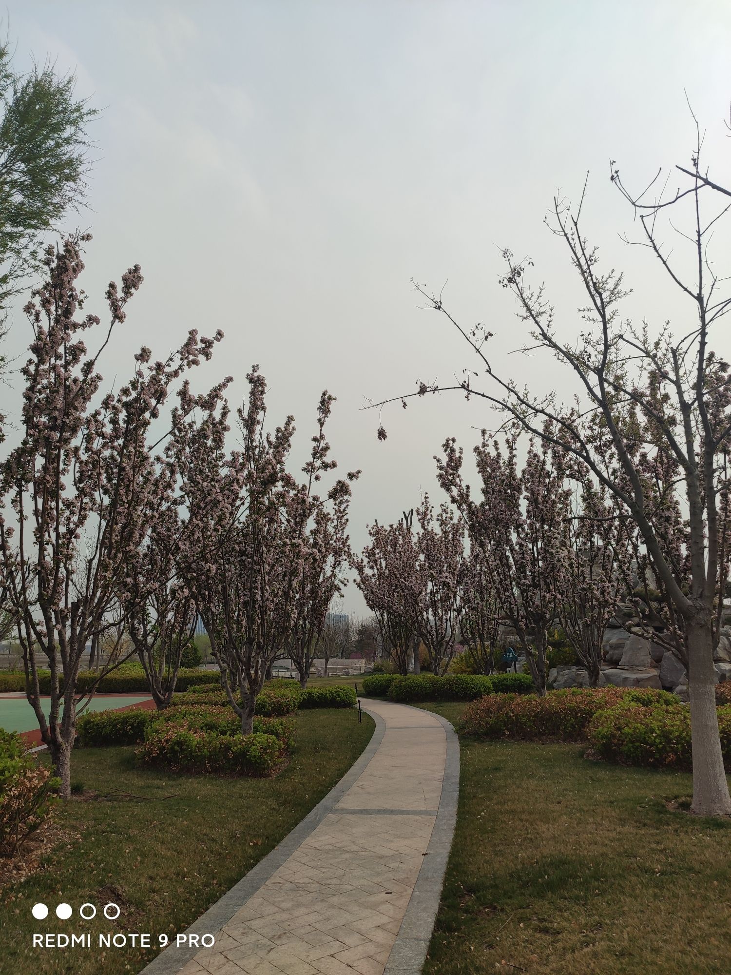 东营悦来湖公园旅行图片 1
