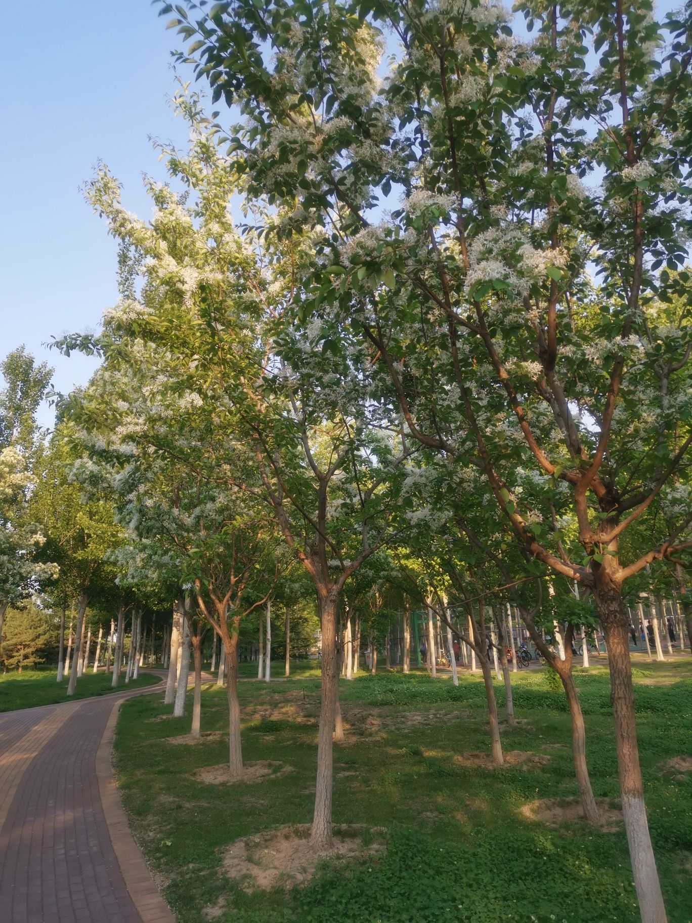 东营悦来湖公园