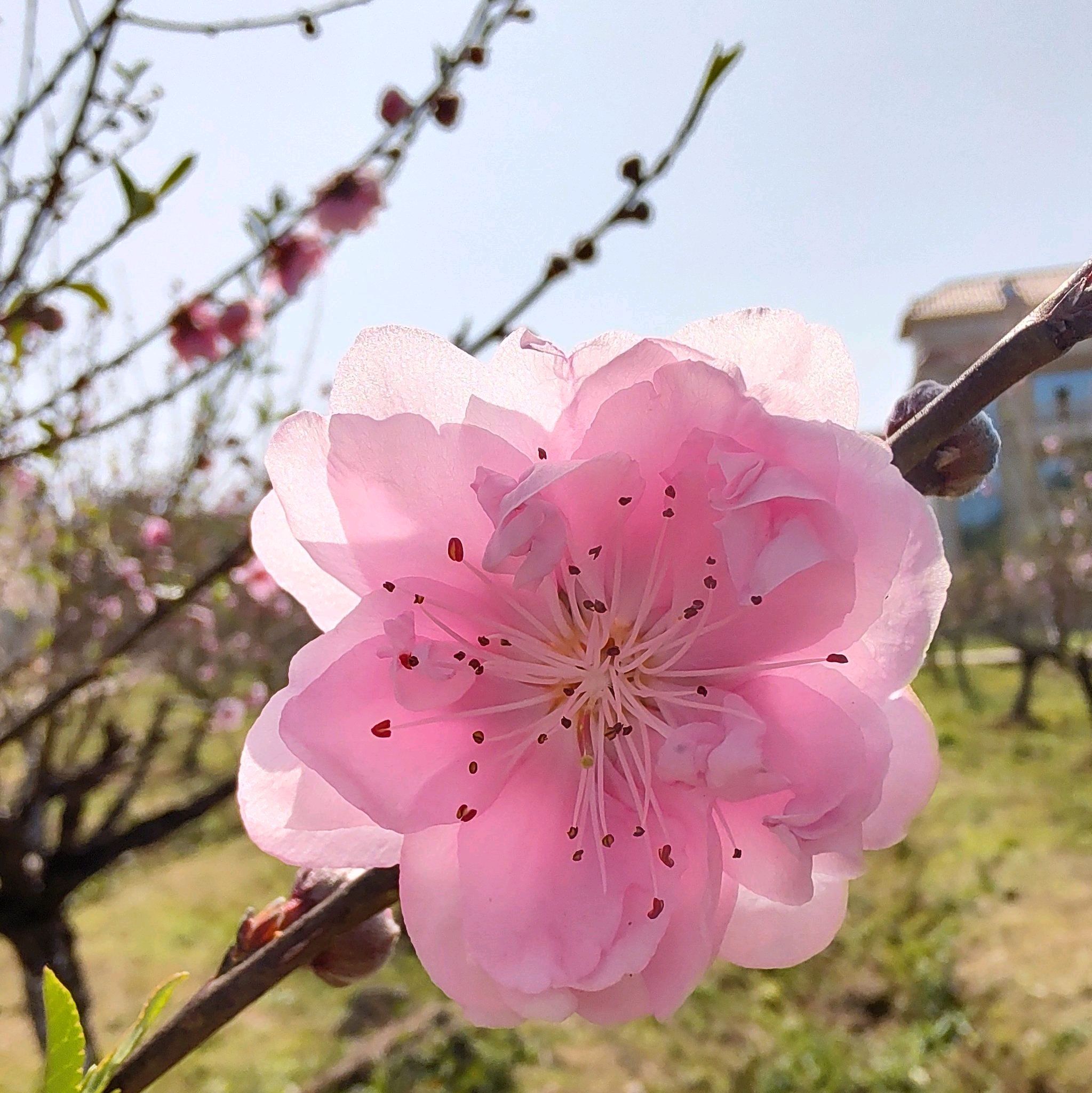 仙迹桃花岛旅行图片 2
