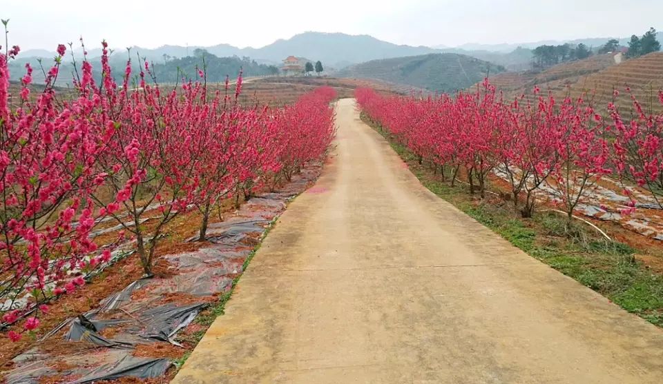 仙迹桃花岛旅行图片 3