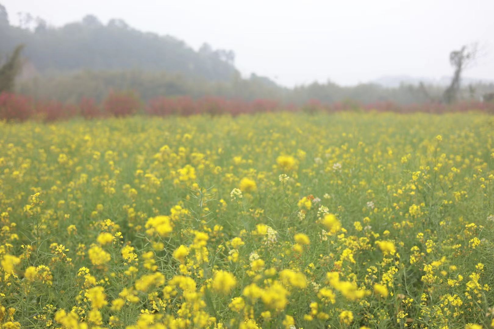 仙迹桃花岛旅行图片 2