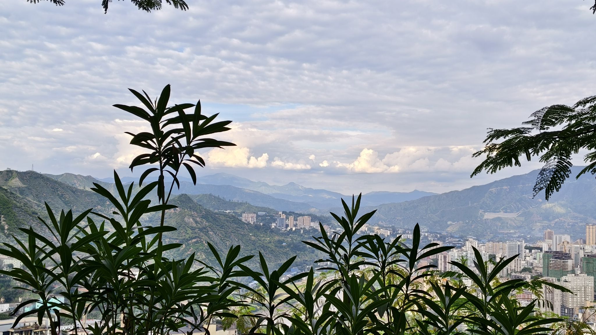 东区凤凰花公园旅行图片 2