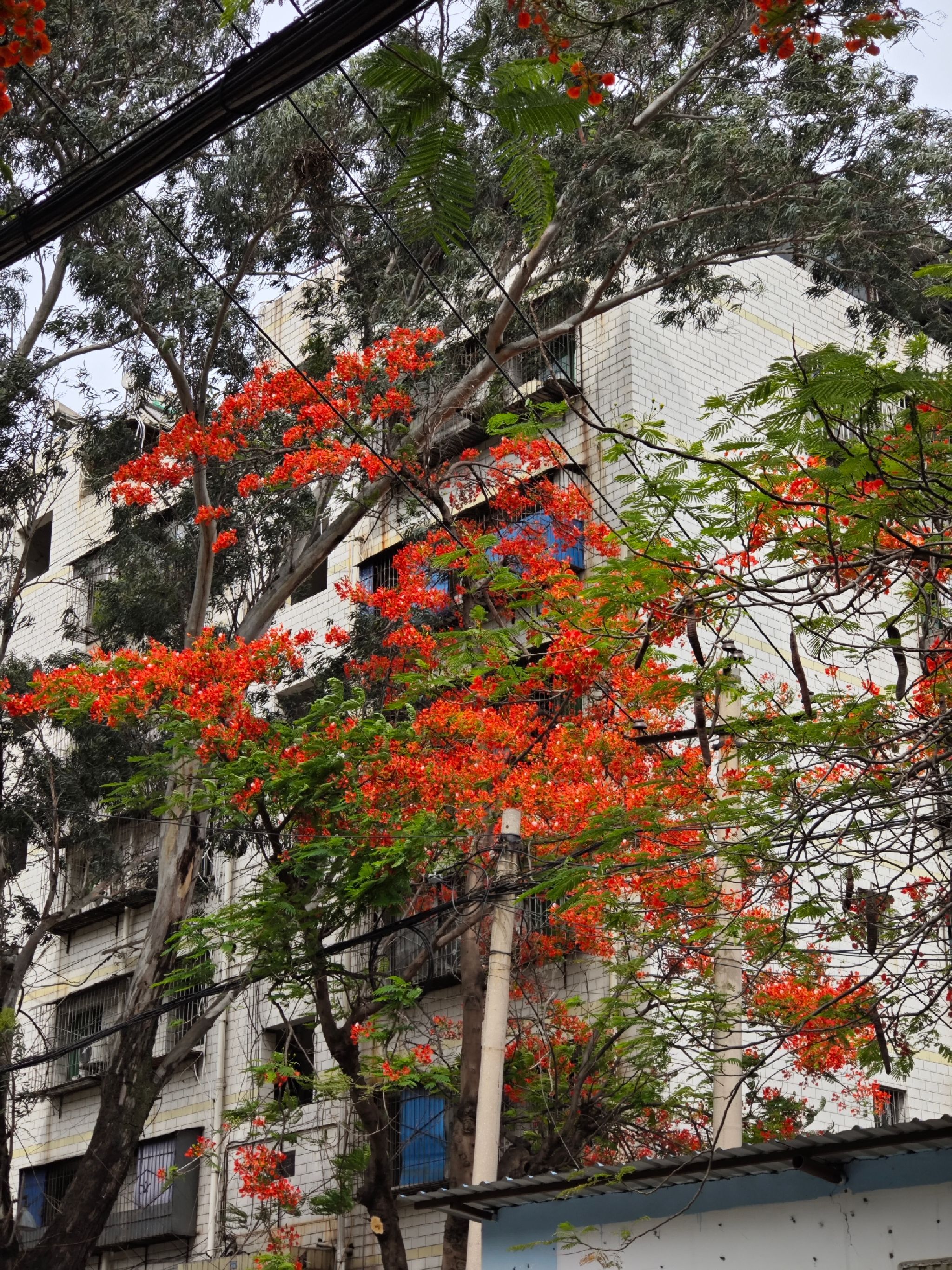 东区凤凰花公园旅行图片 3