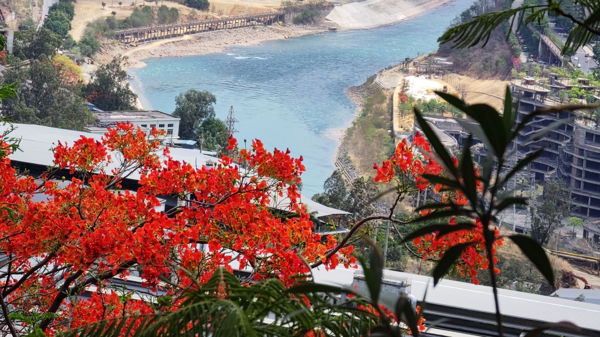 东区凤凰花公园旅行图片 2
