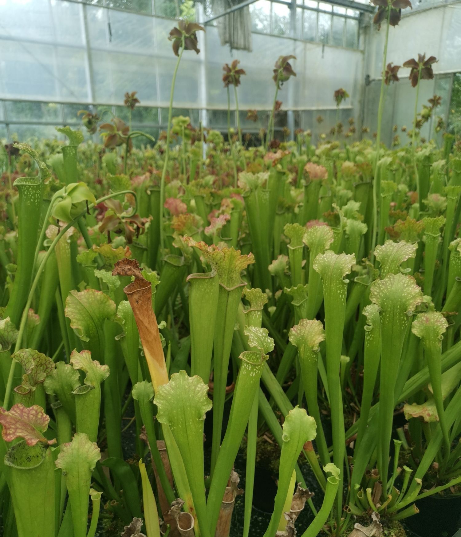 中国食虫植物园旅行图片 1