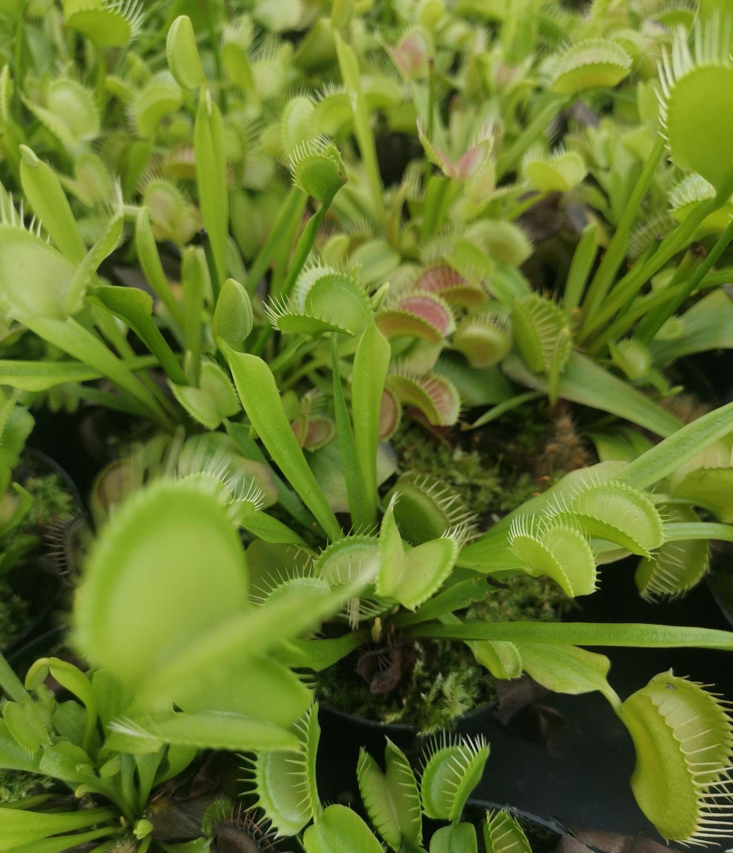 中国食虫植物园旅行图片 3