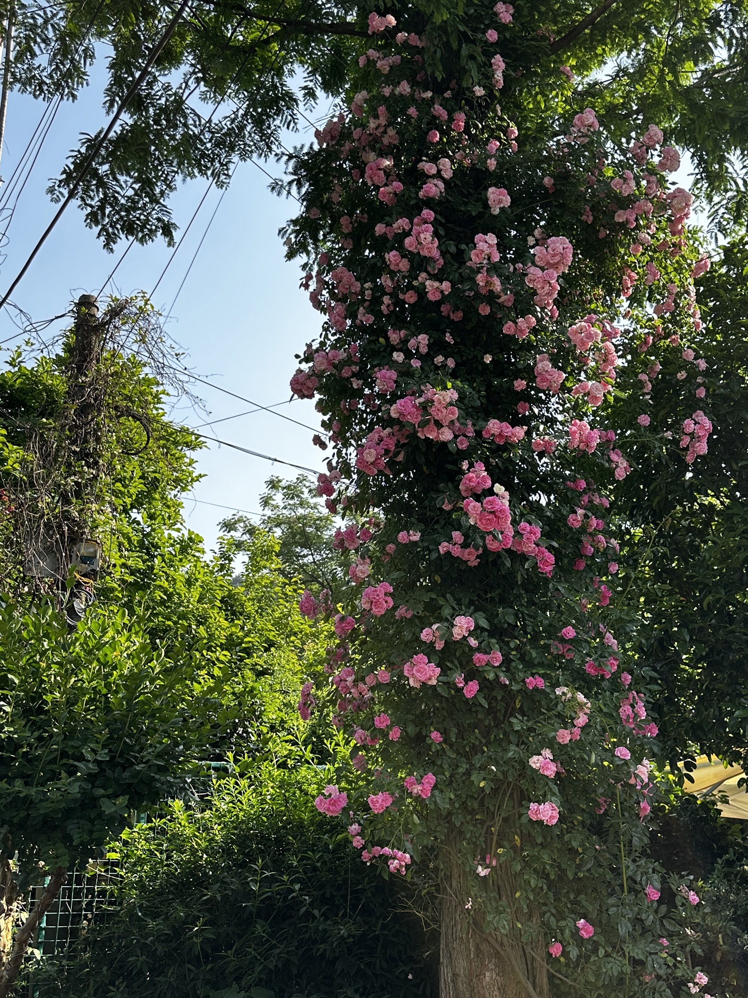 多多花园旅行图片 3
