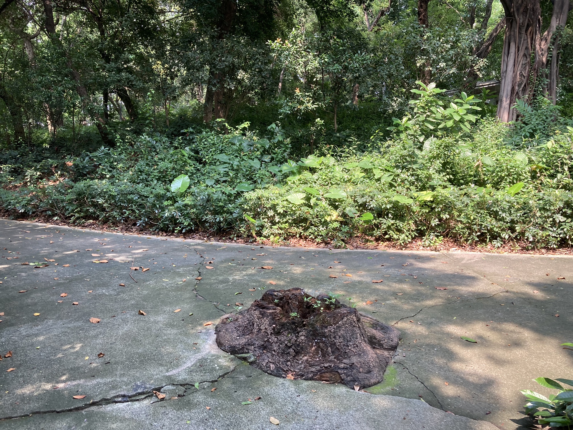 马岗公园旅行图片 3