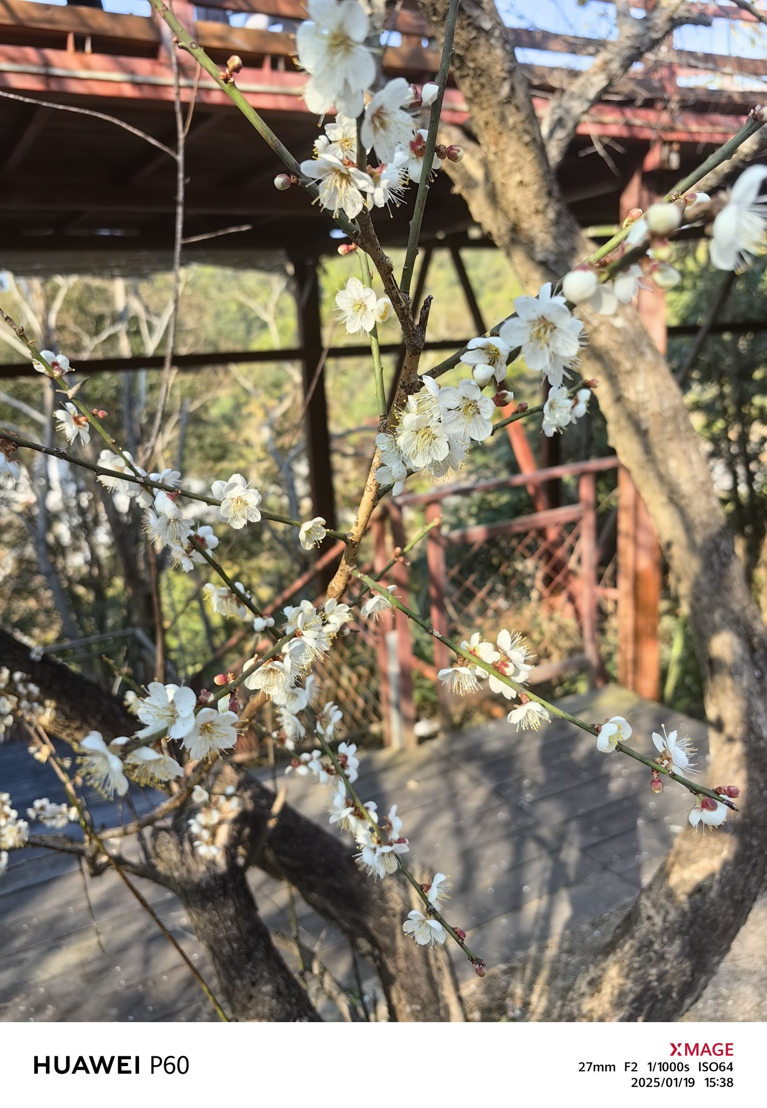 东坑梅花园旅行图片 1