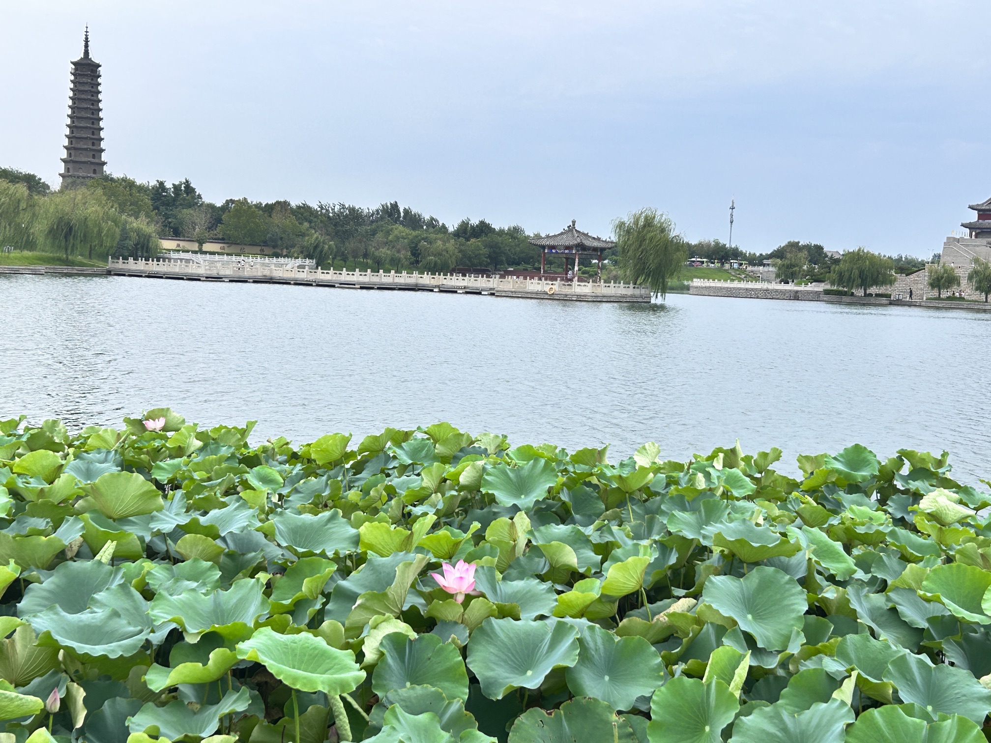 荷花湾公园旅行图片 2