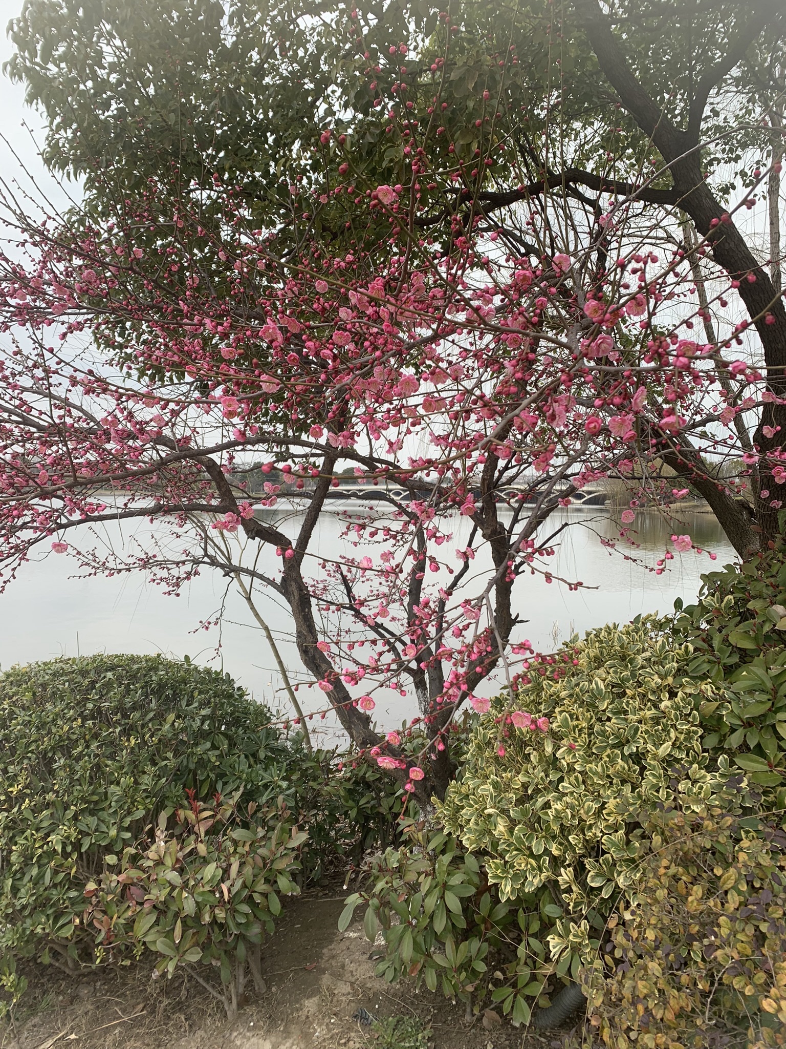沙洲湖旅行图片 1