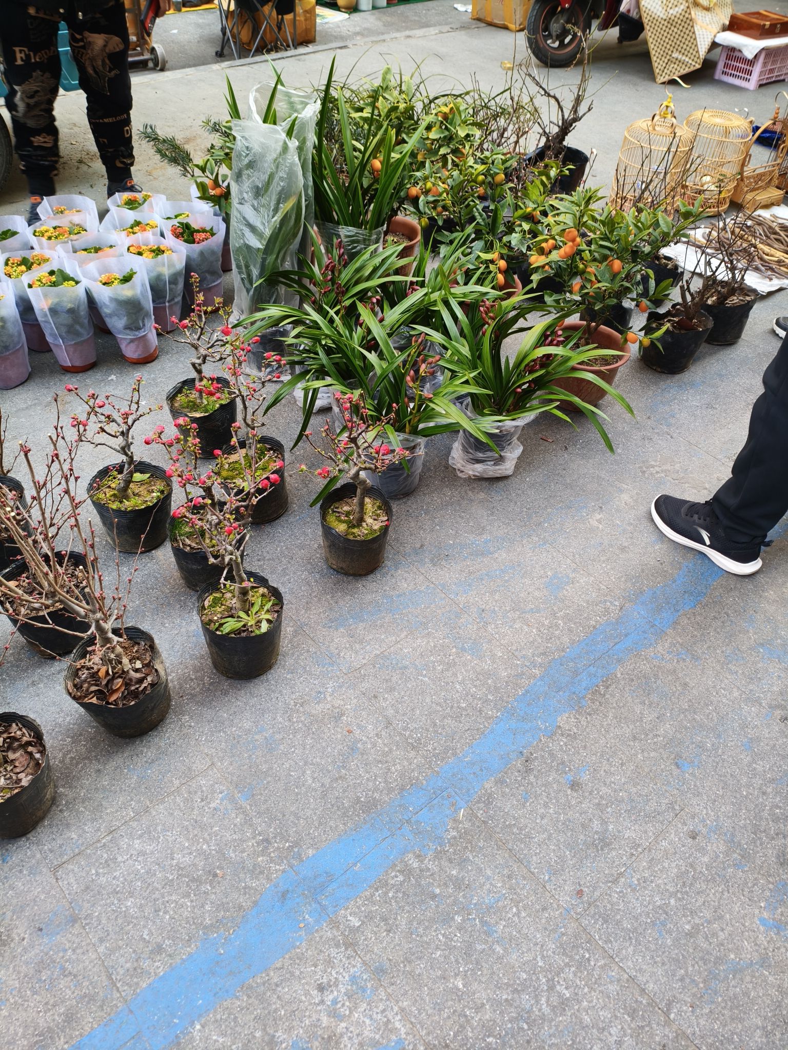 蚌埠市花鸟市场