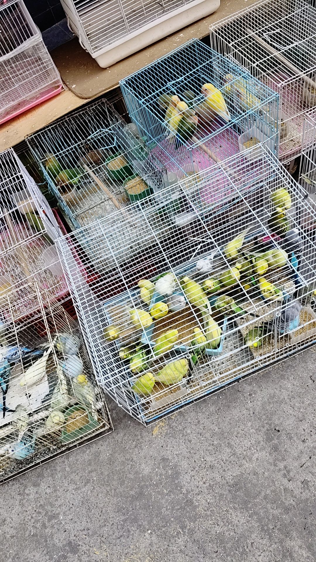 蚌埠市花鸟市场
