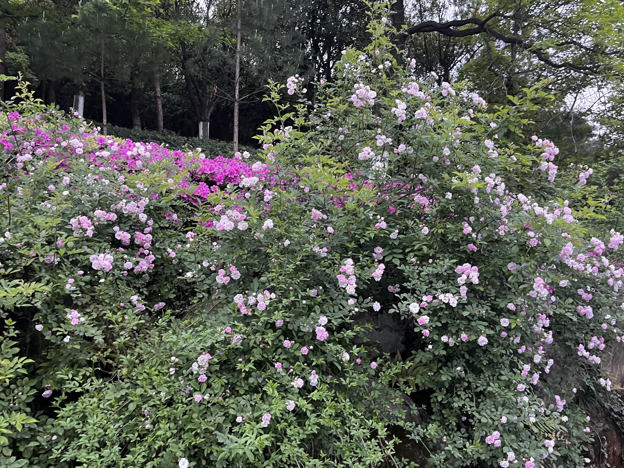 凤凰山森林公园旅行图片 3
