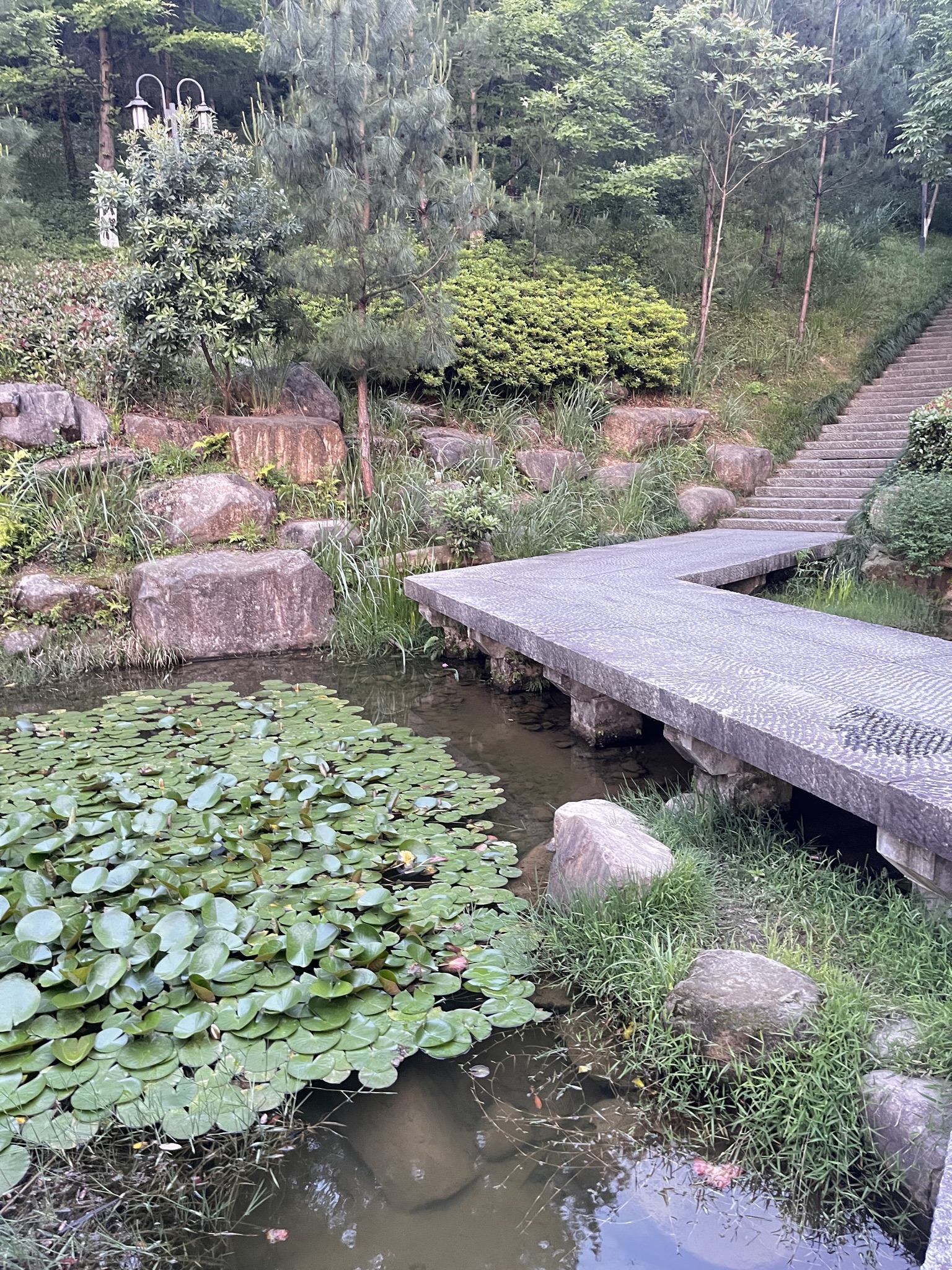 凤凰山森林公园旅行图片 1