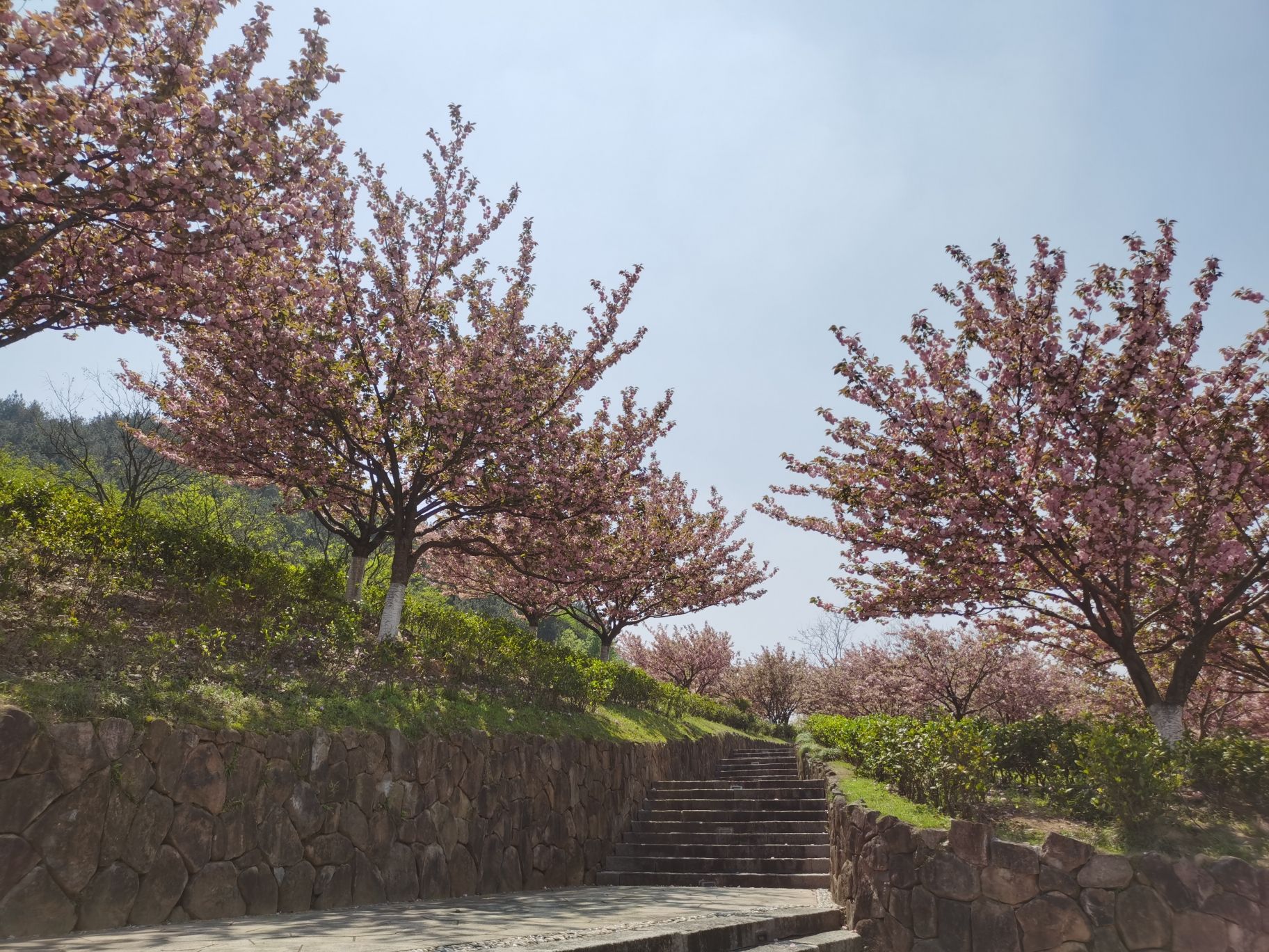 凤凰山森林公园