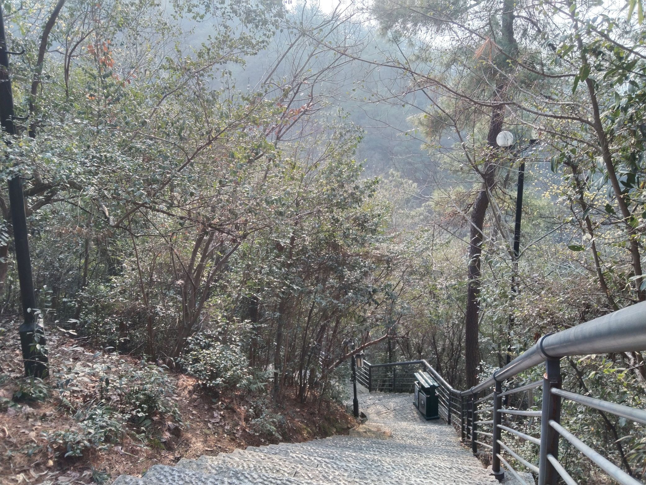 凤凰山森林公园旅行图片 1